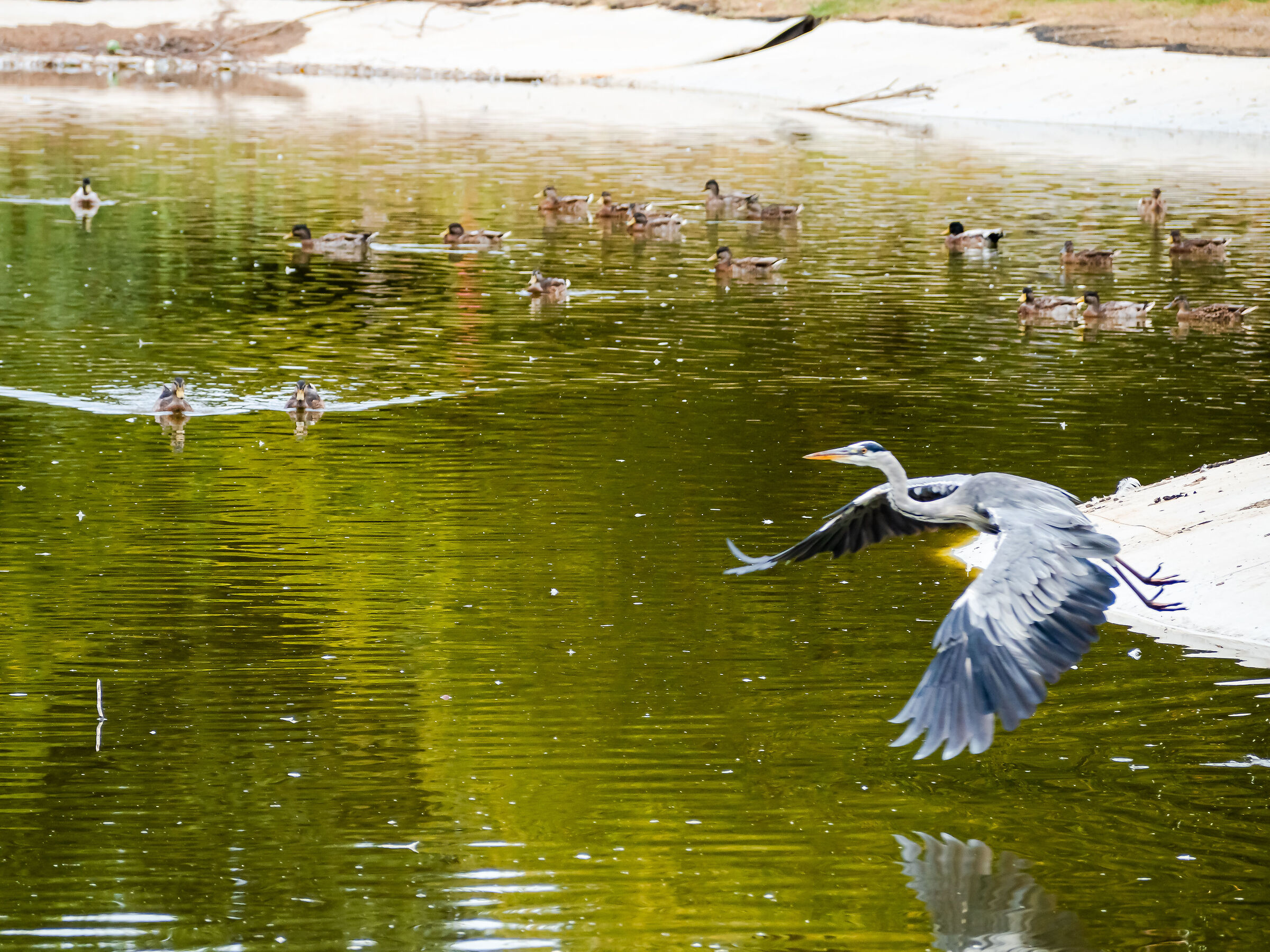 Heron flying over an artificial pond...