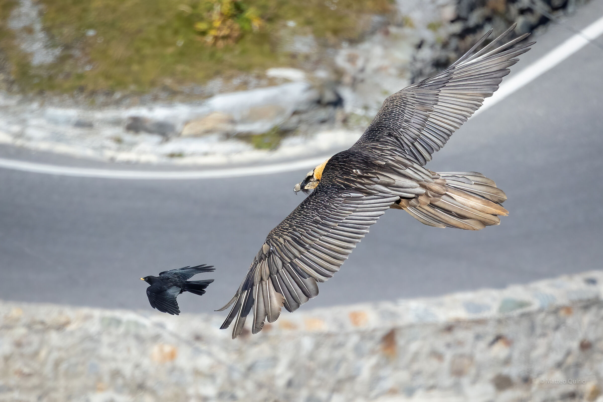 Bearded vulture and alpine gracchio...