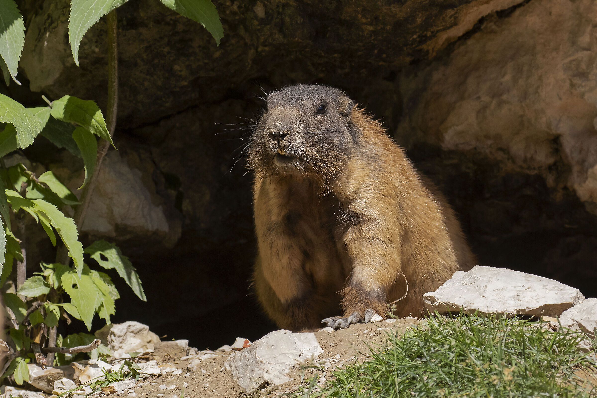 Alpine marmot...