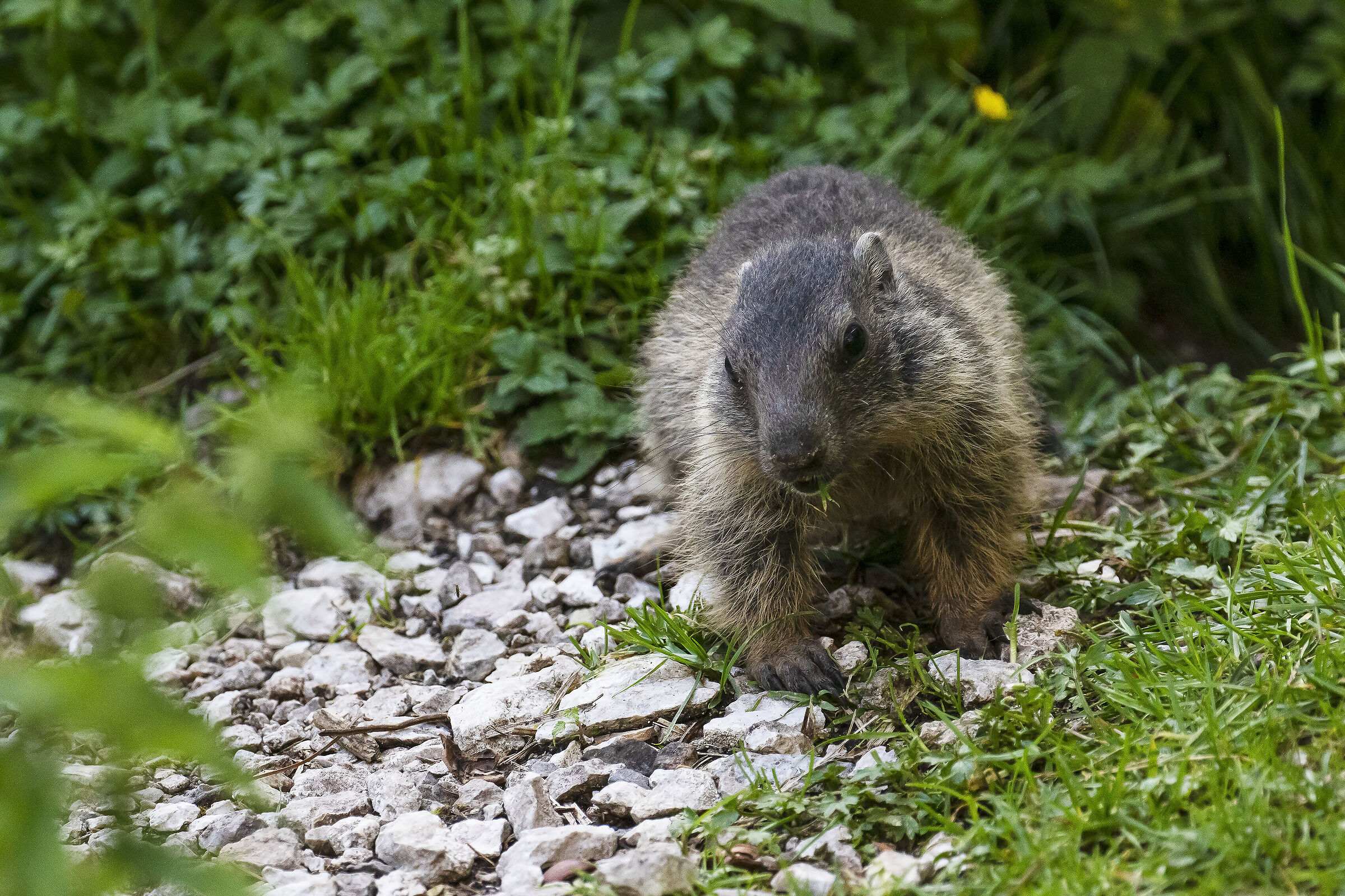 Alpine marmot...