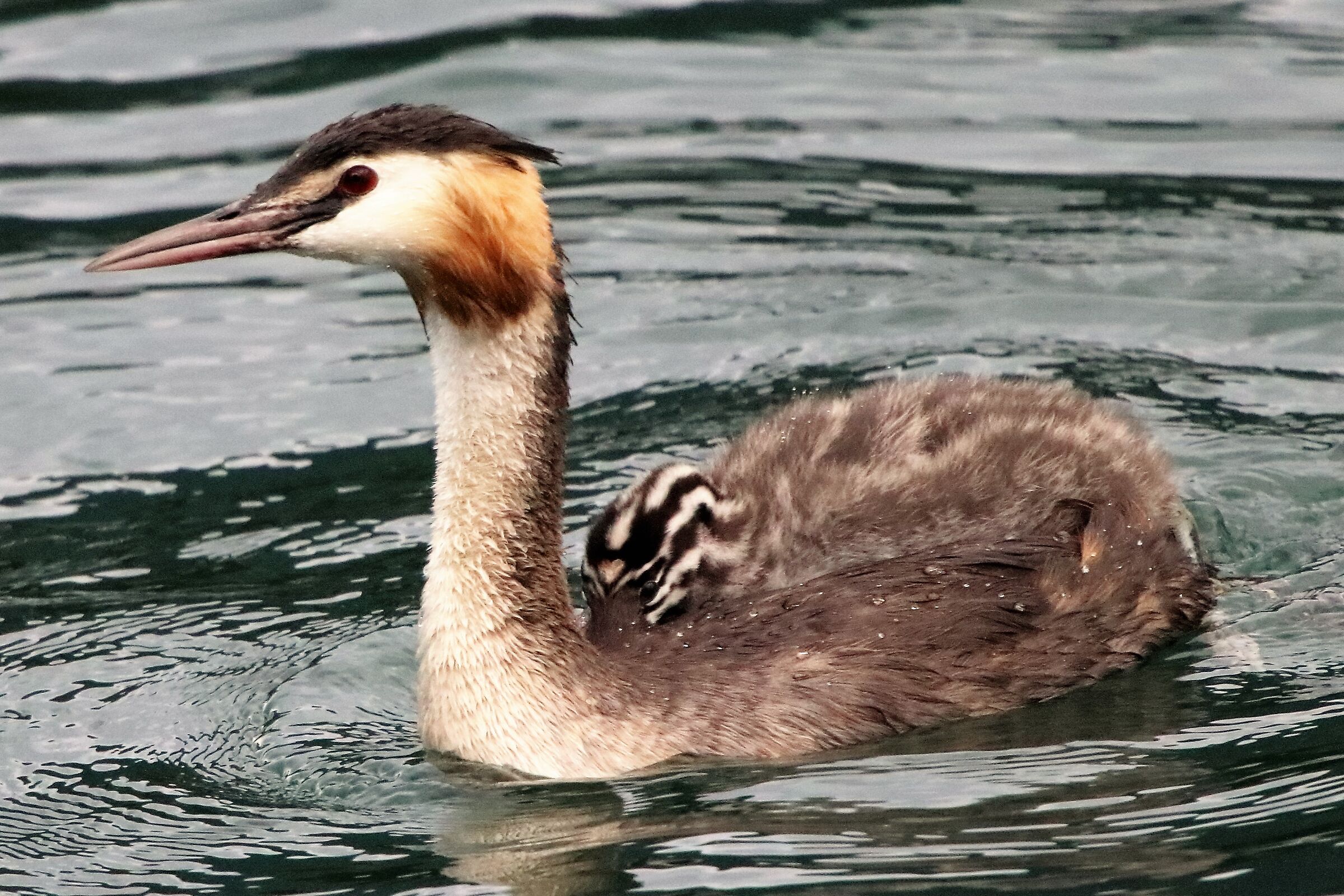 grebe with offspring...