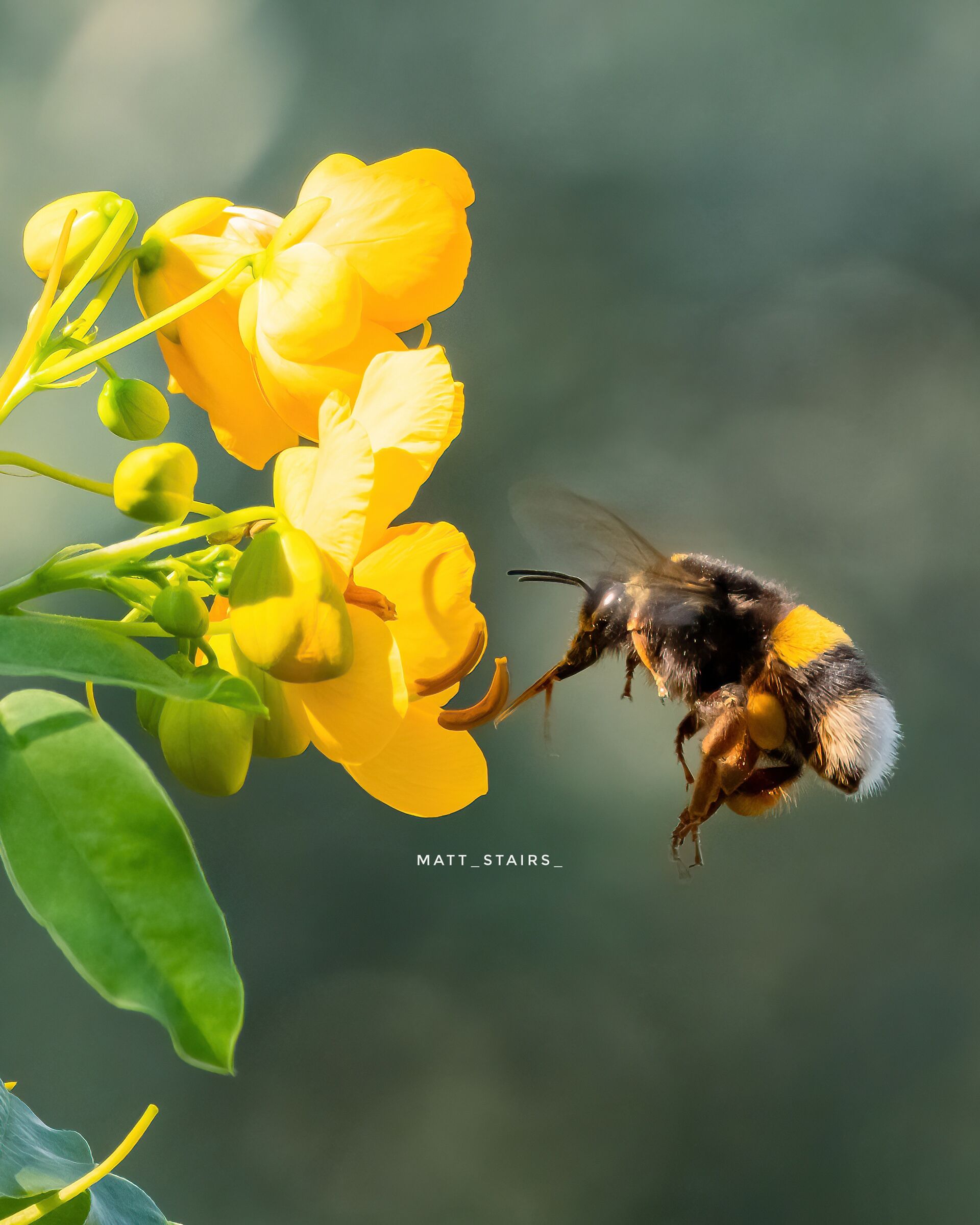 The flight of the bumblebee...