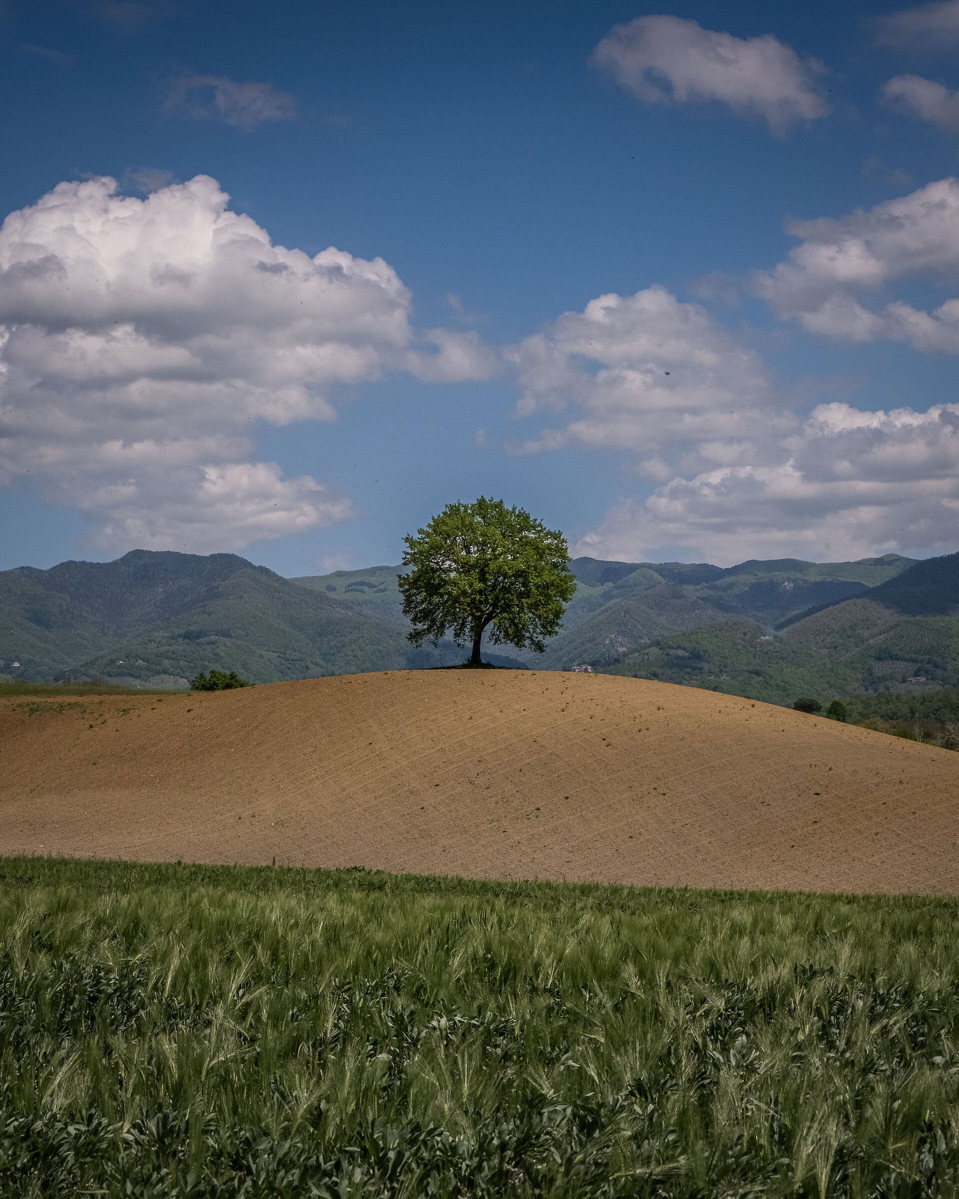 The solitary tree of Mugello...