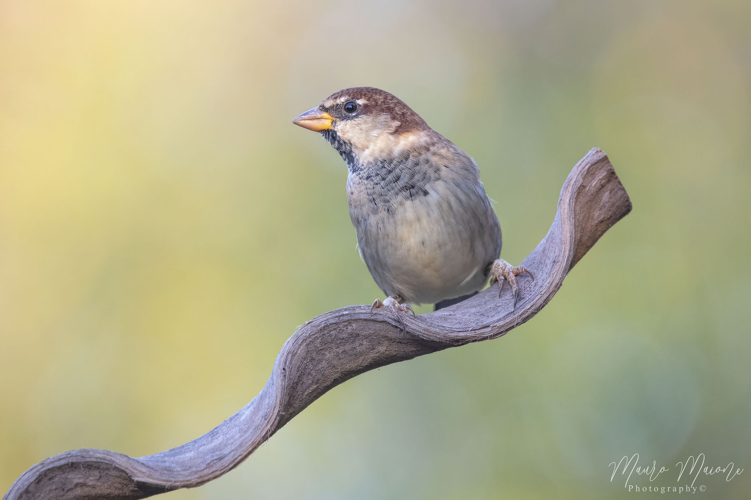sparrow of Italy...