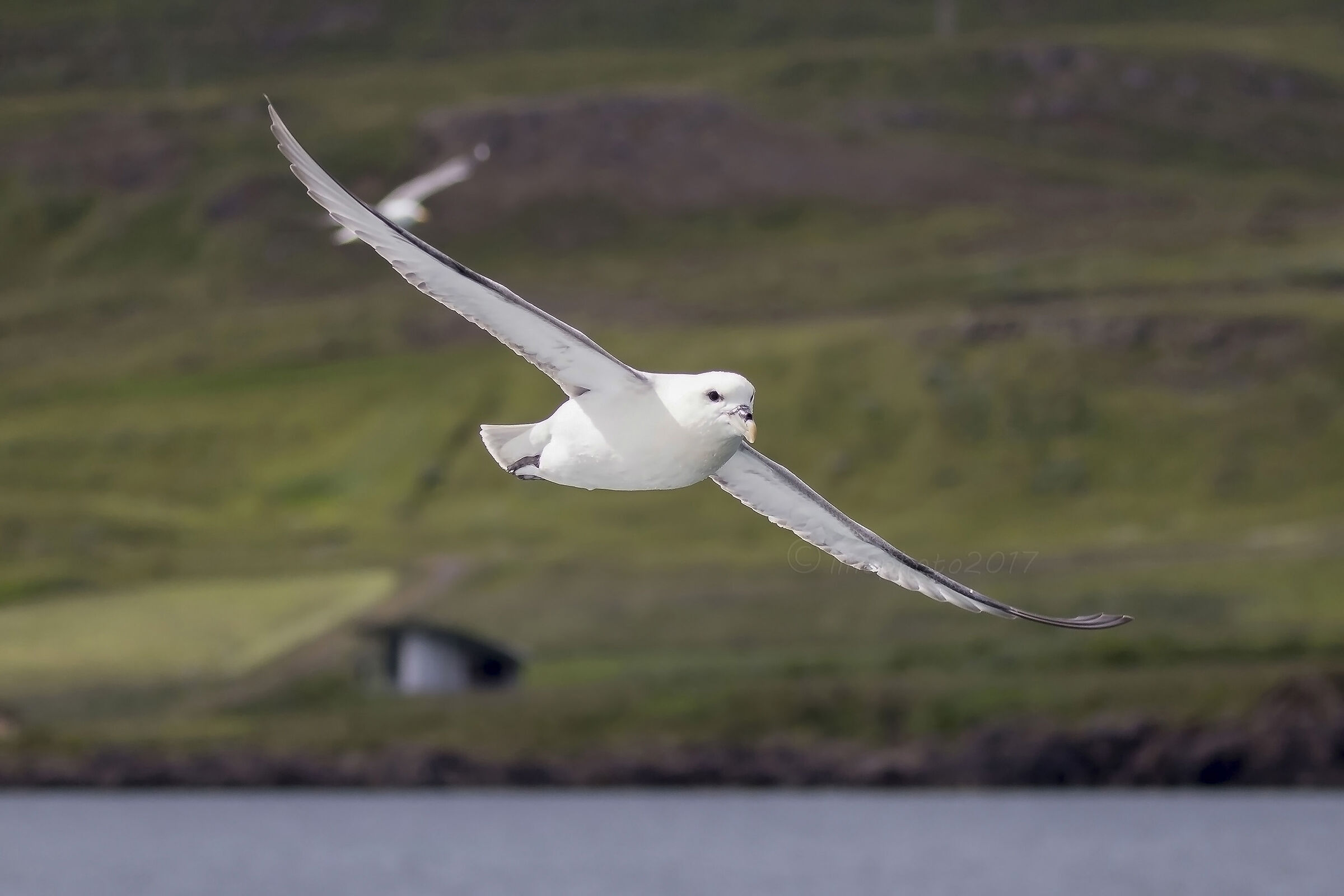 Icelandic Gull (Larus Glaucoides)...