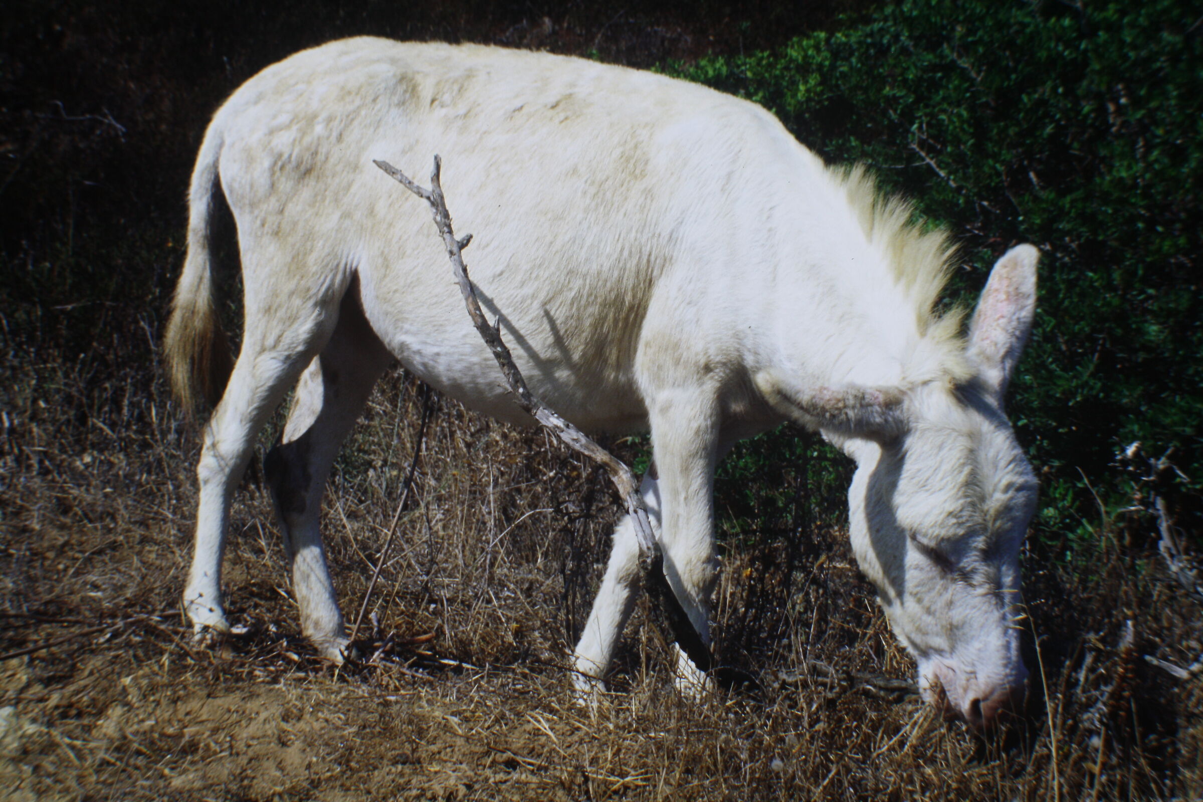 White donkey of Asinara...