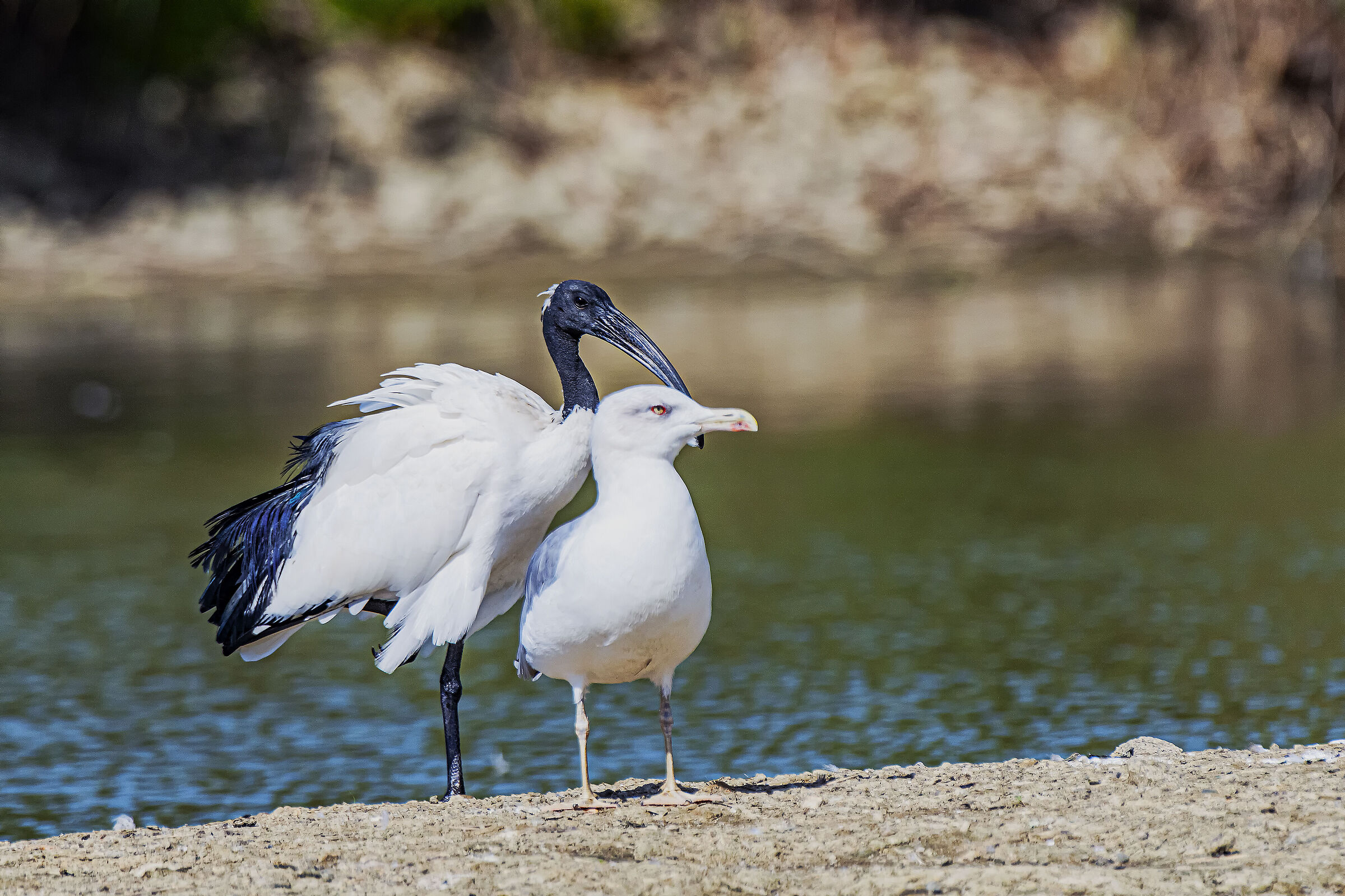 The Seagull and the Sacred Ibis...