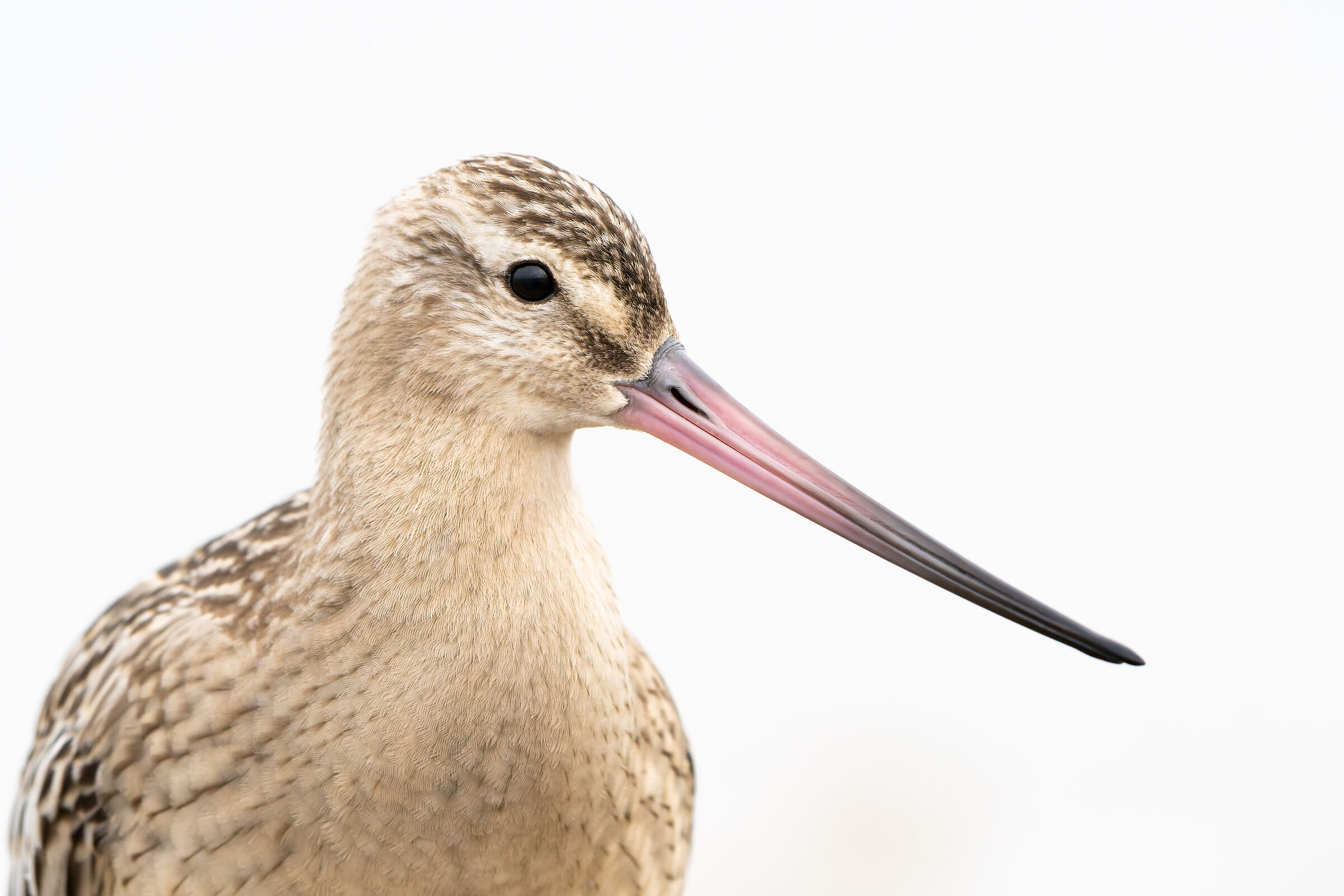 Bar-tailed godwit (Limosa lapponica)...