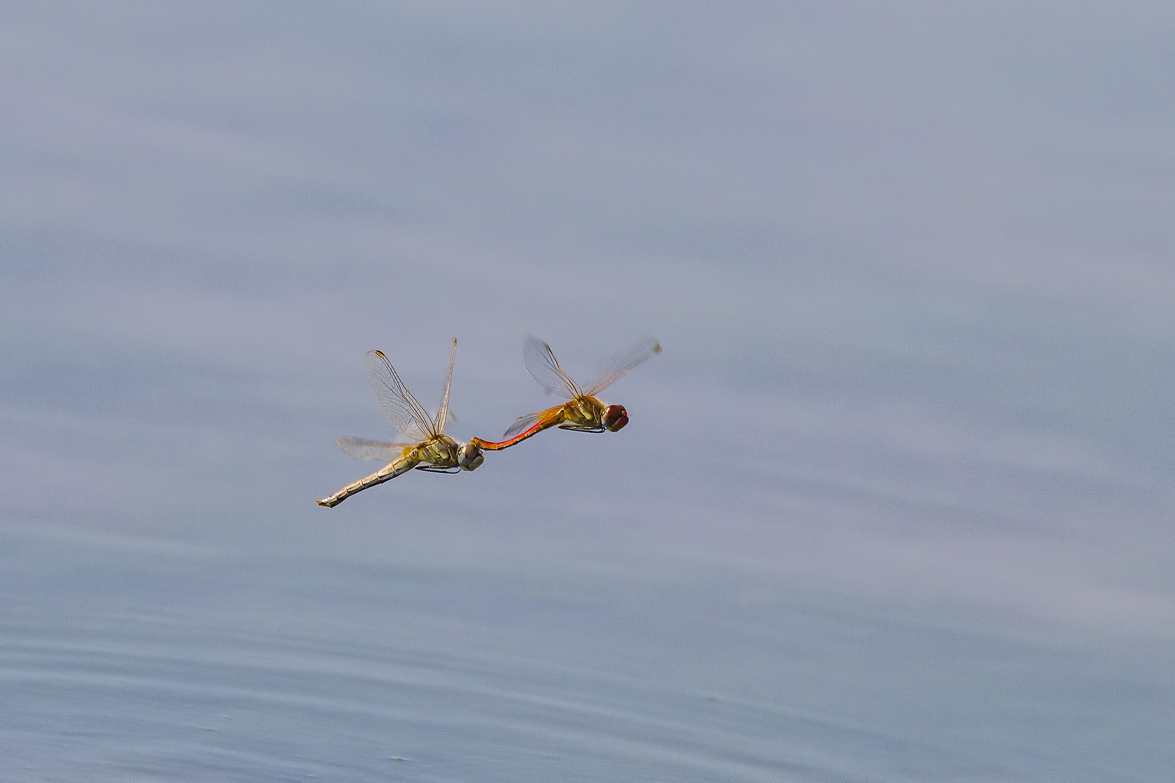 dragonflies in flight...