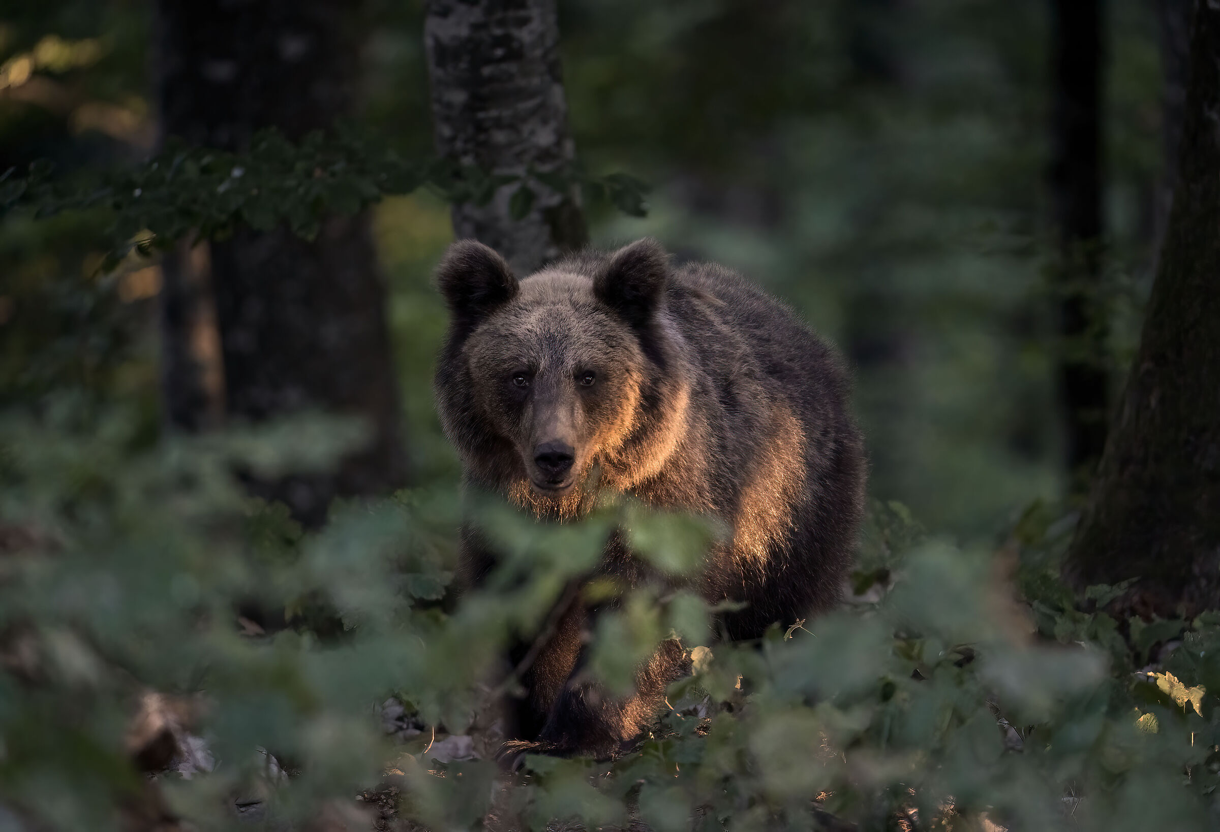 Eurasian Brown Bear...