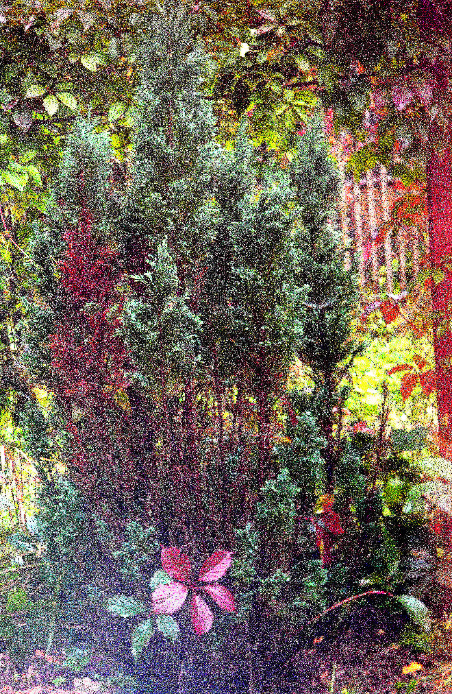 Cypress (lomo edition)...