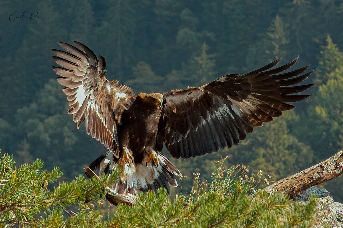Golden eagle -Italian Alps- ...