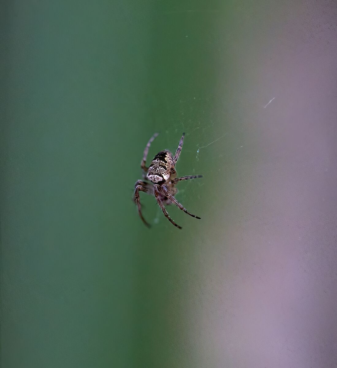 Spider Araneus Diadematus ordine Araneidae...