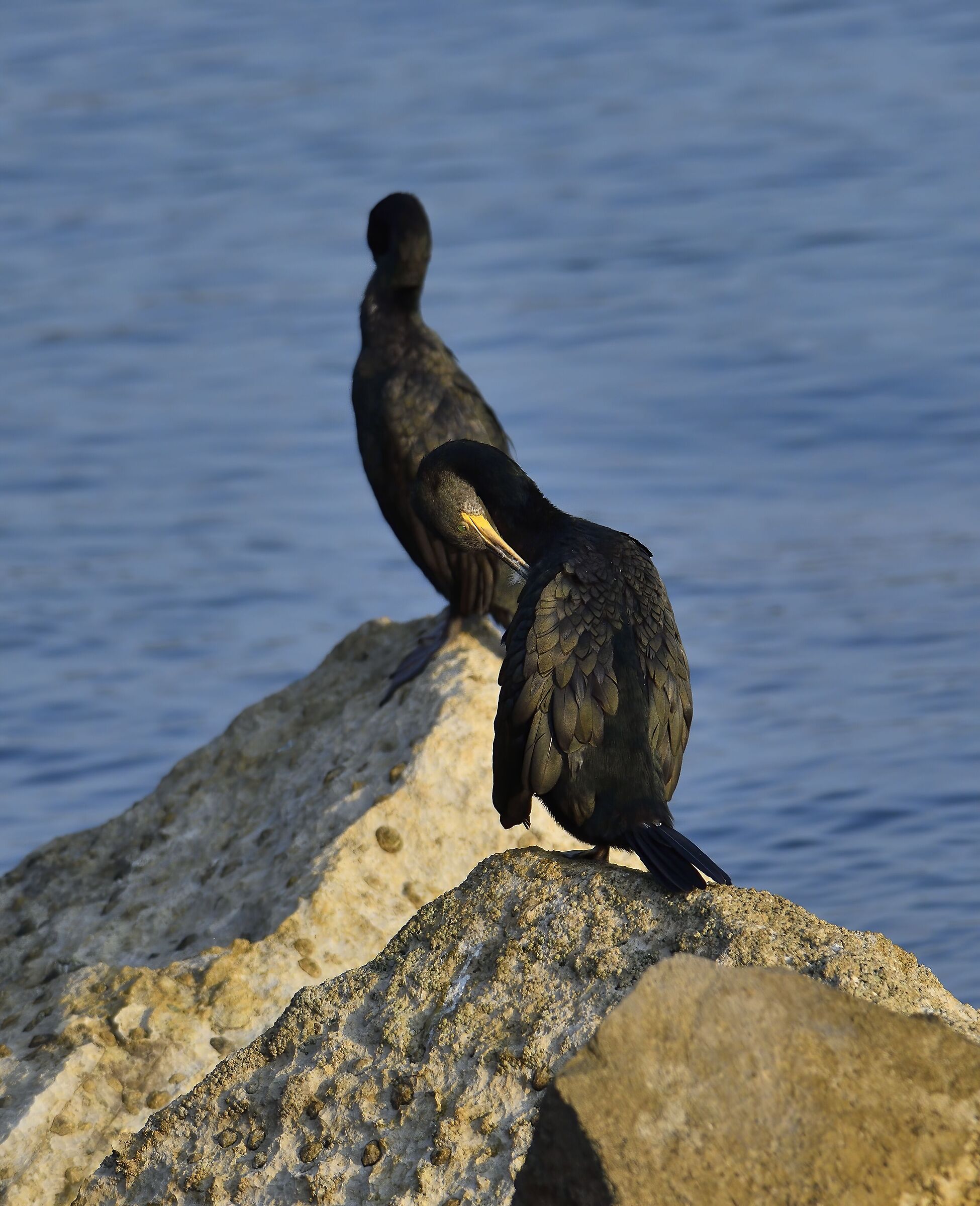 Still cormorants ... ...