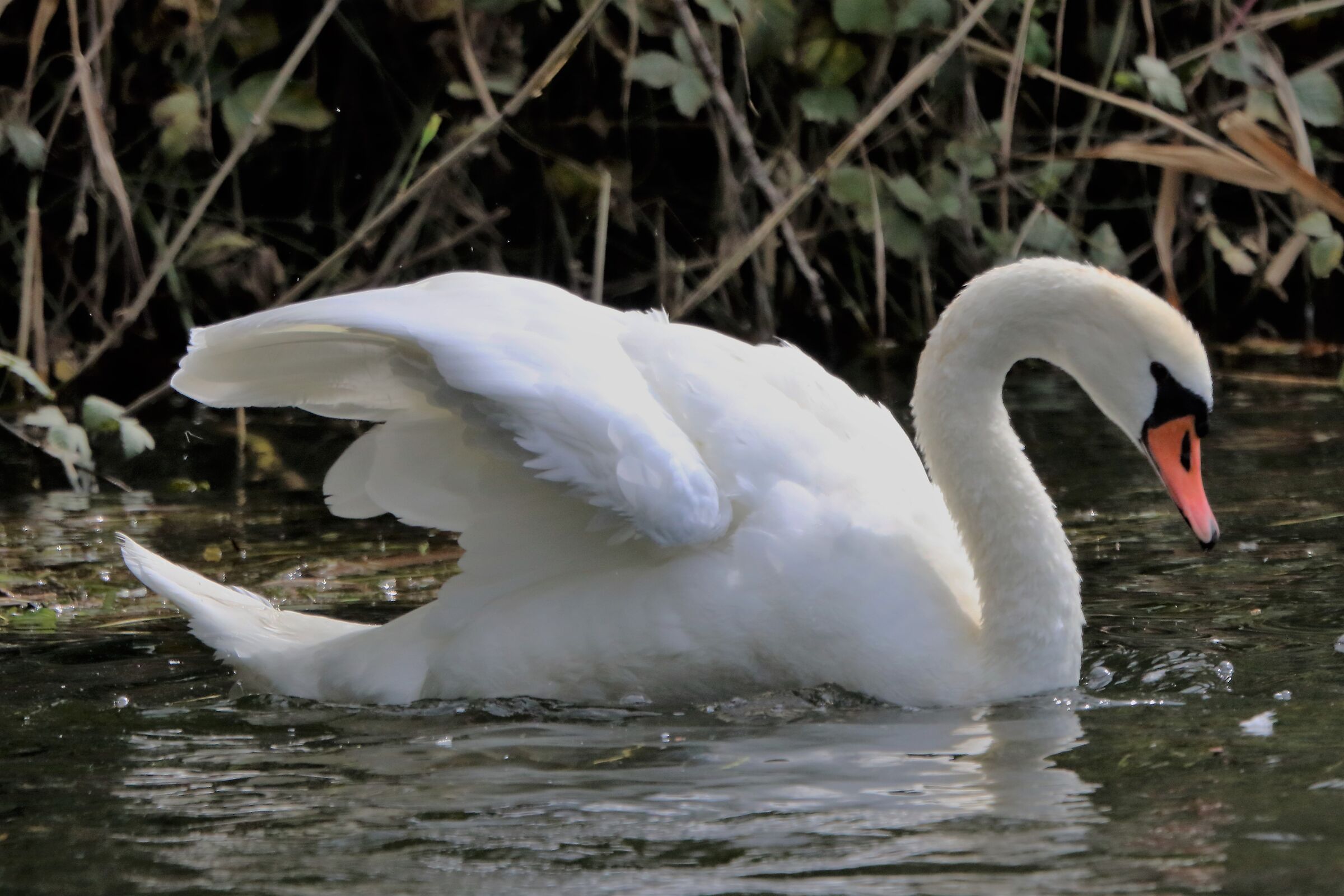 swan...