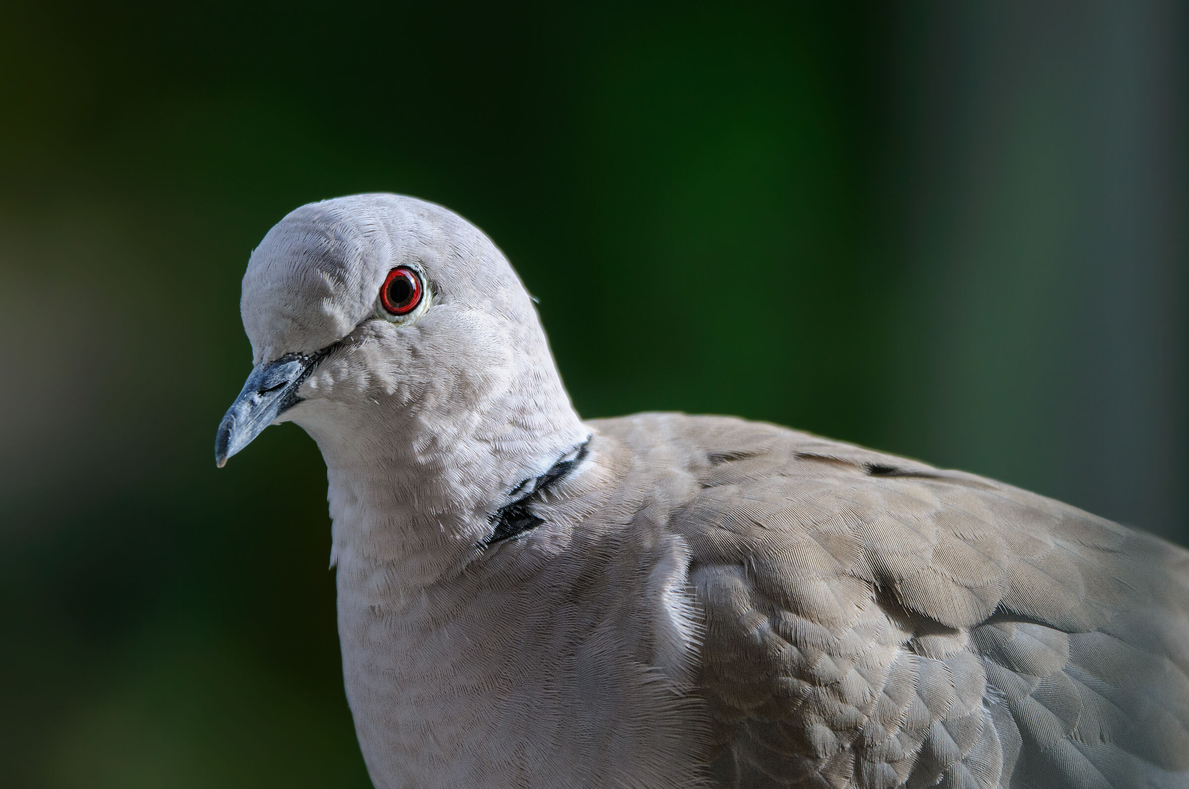 Close-up of a dove grey...