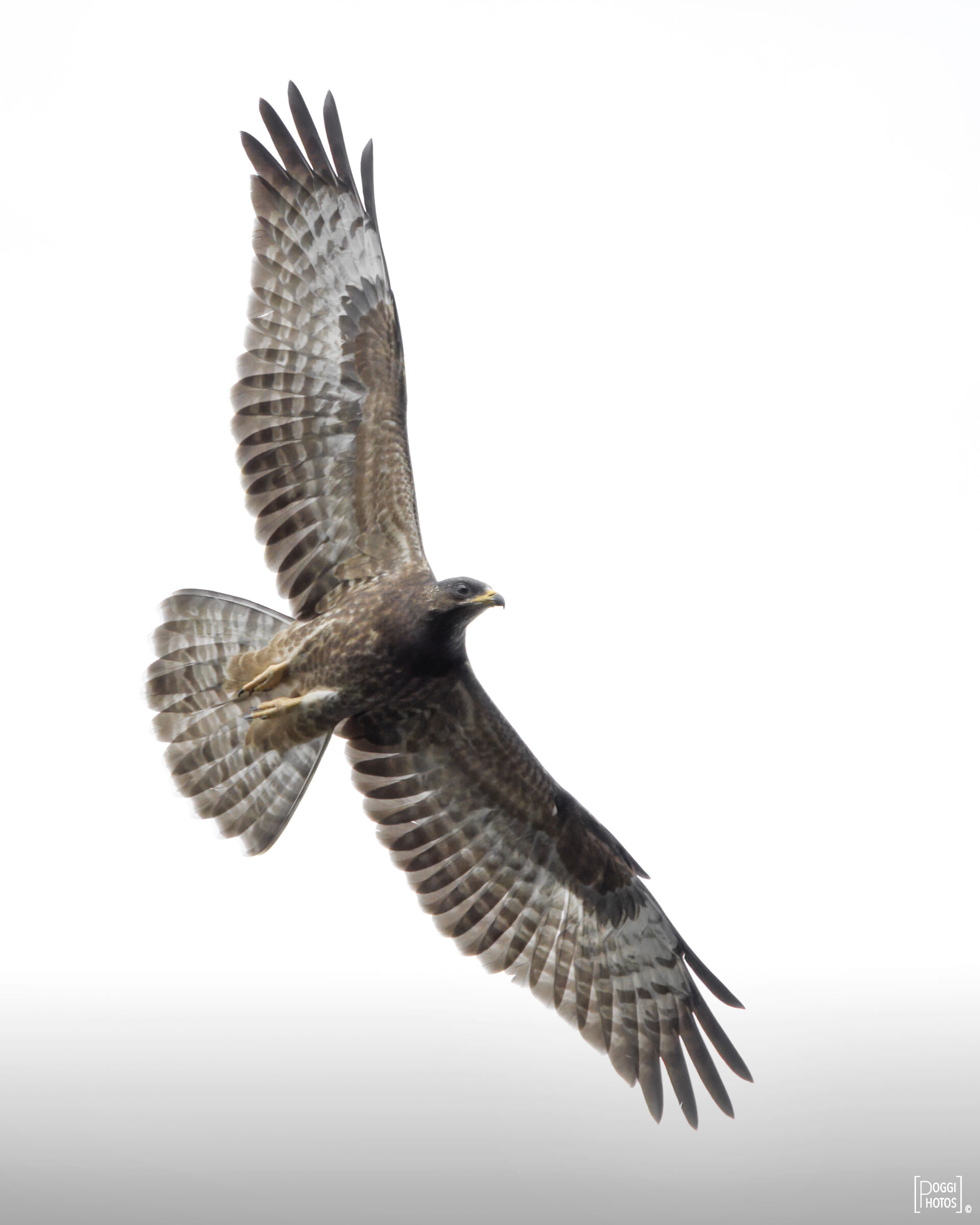 Falco pecchiaiolo juv....