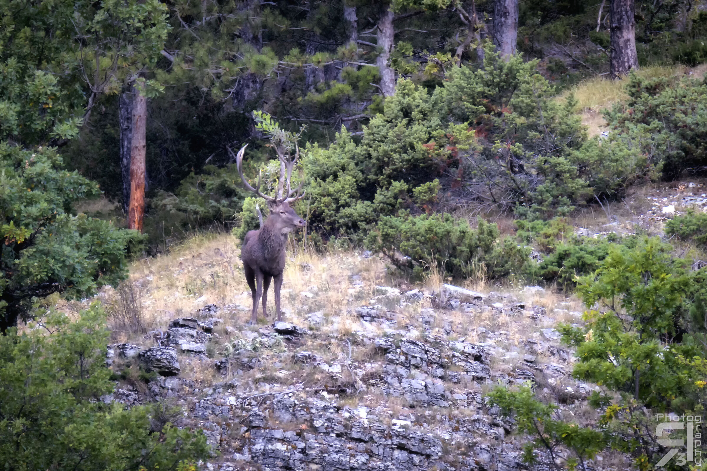 His Majesty the King of the Woods...