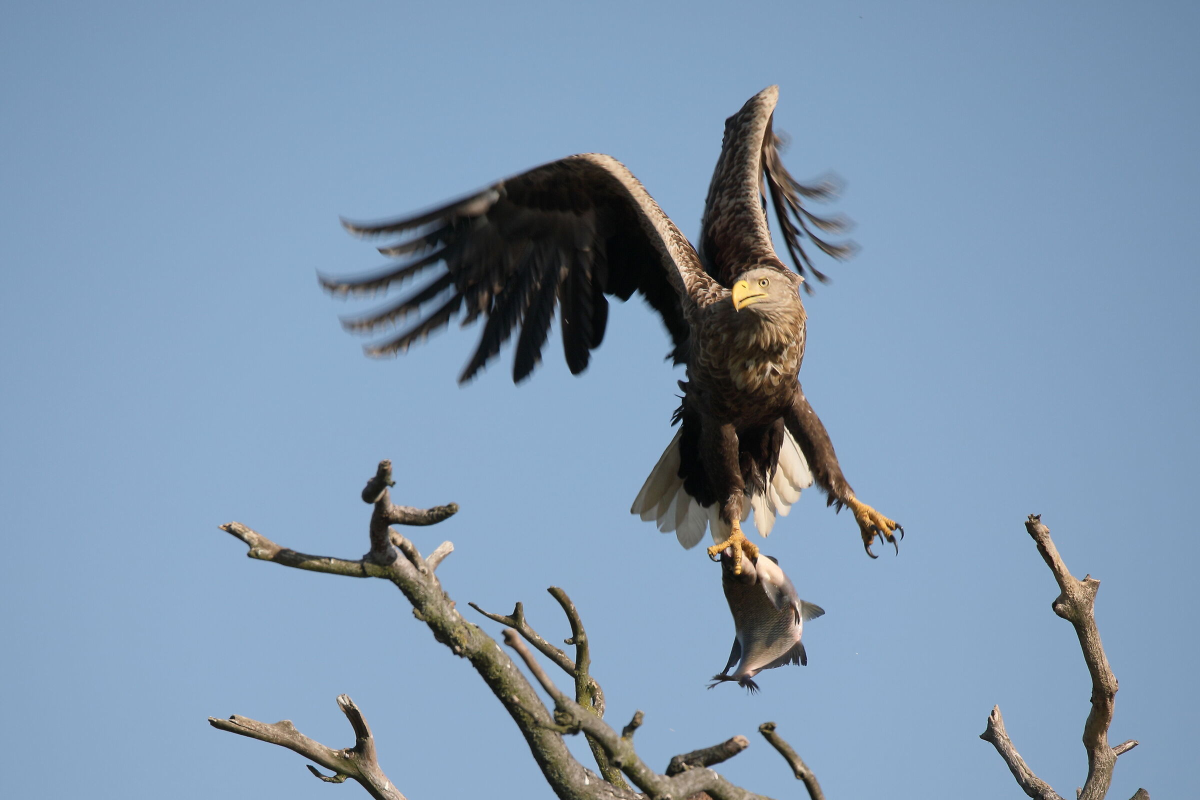 White tailed eagle with prey...