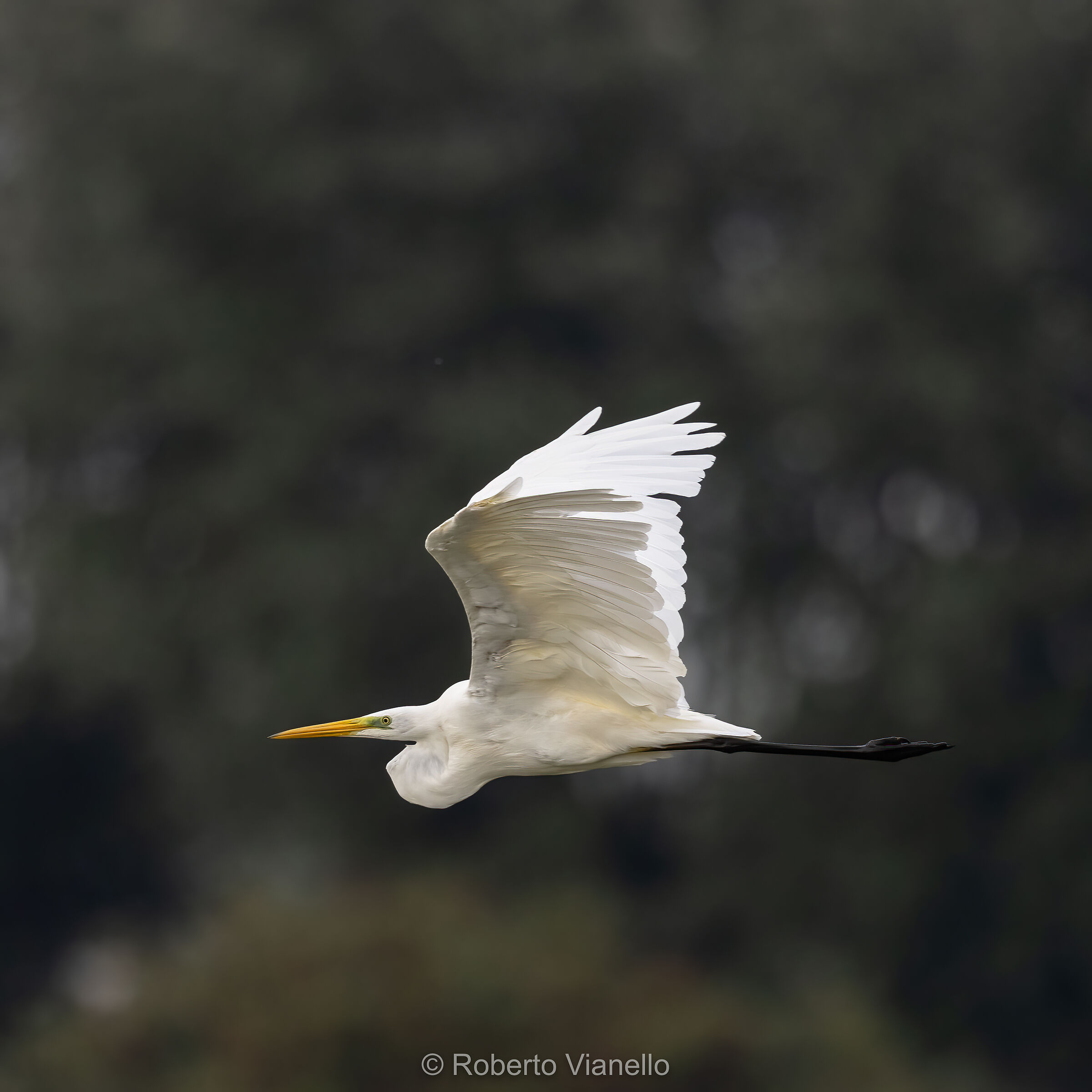 Great white heron (Ardea alba)...