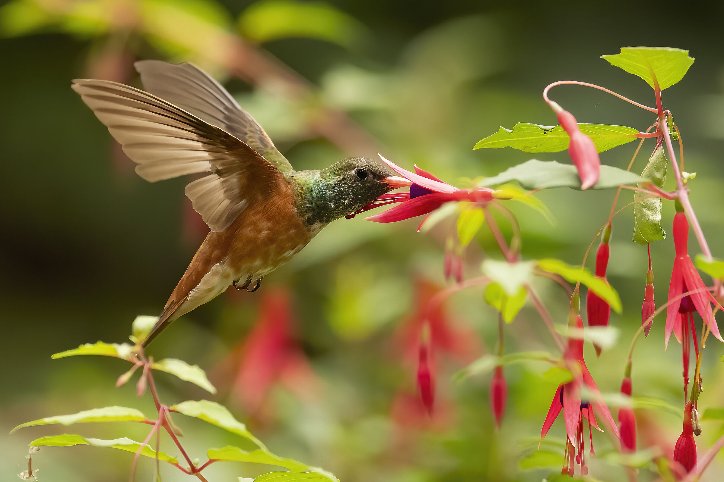 hummingbird...