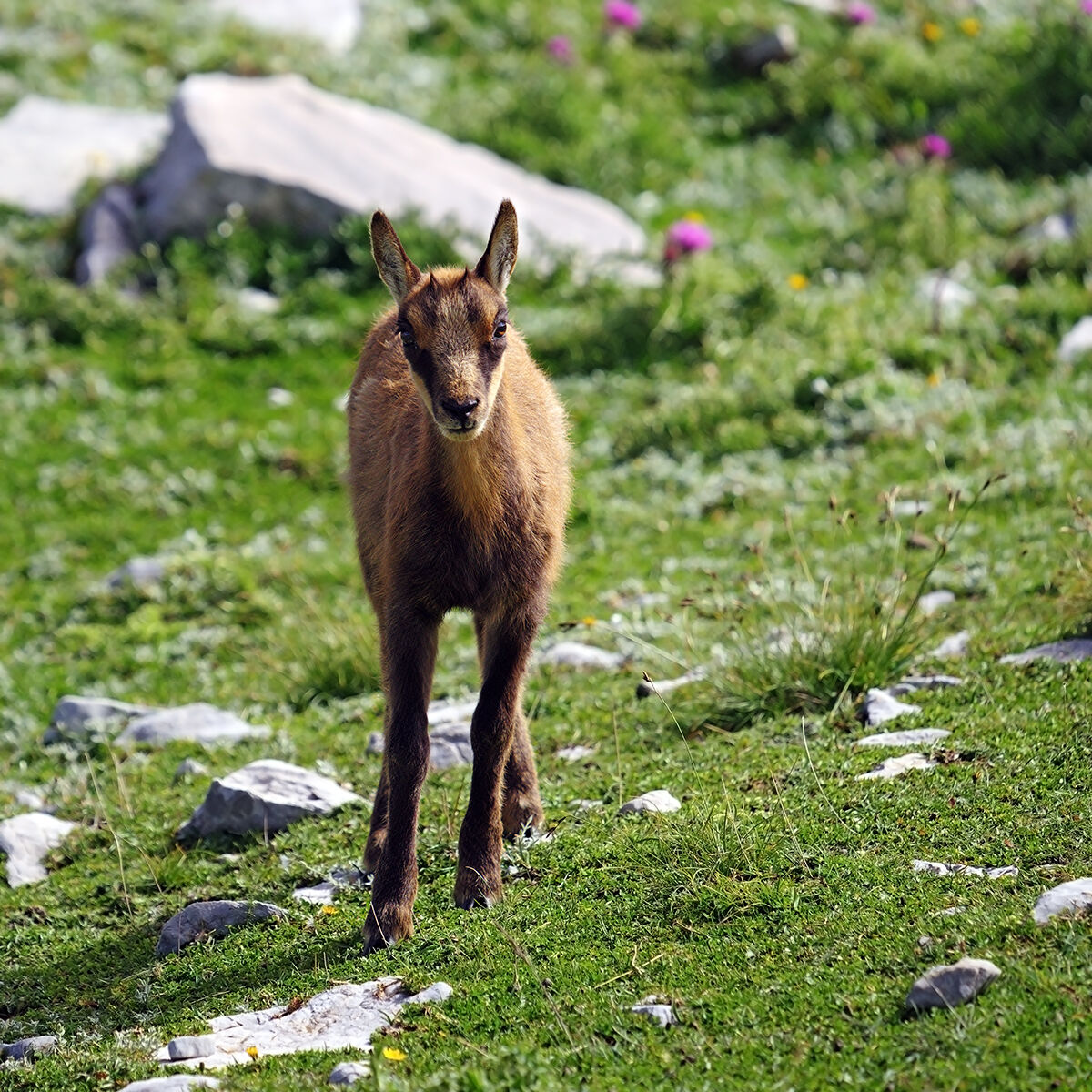 Young Chamois...