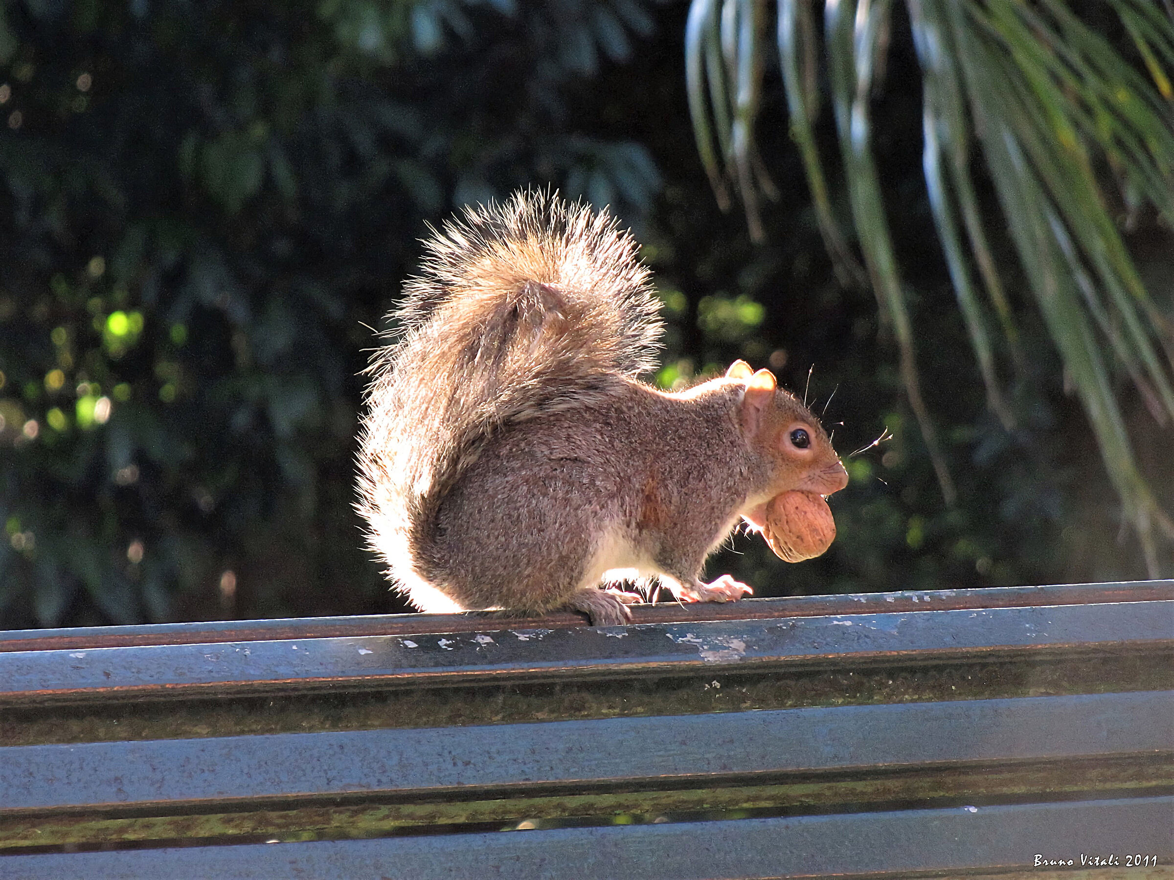 Squirrel at the Parks of Nervi...