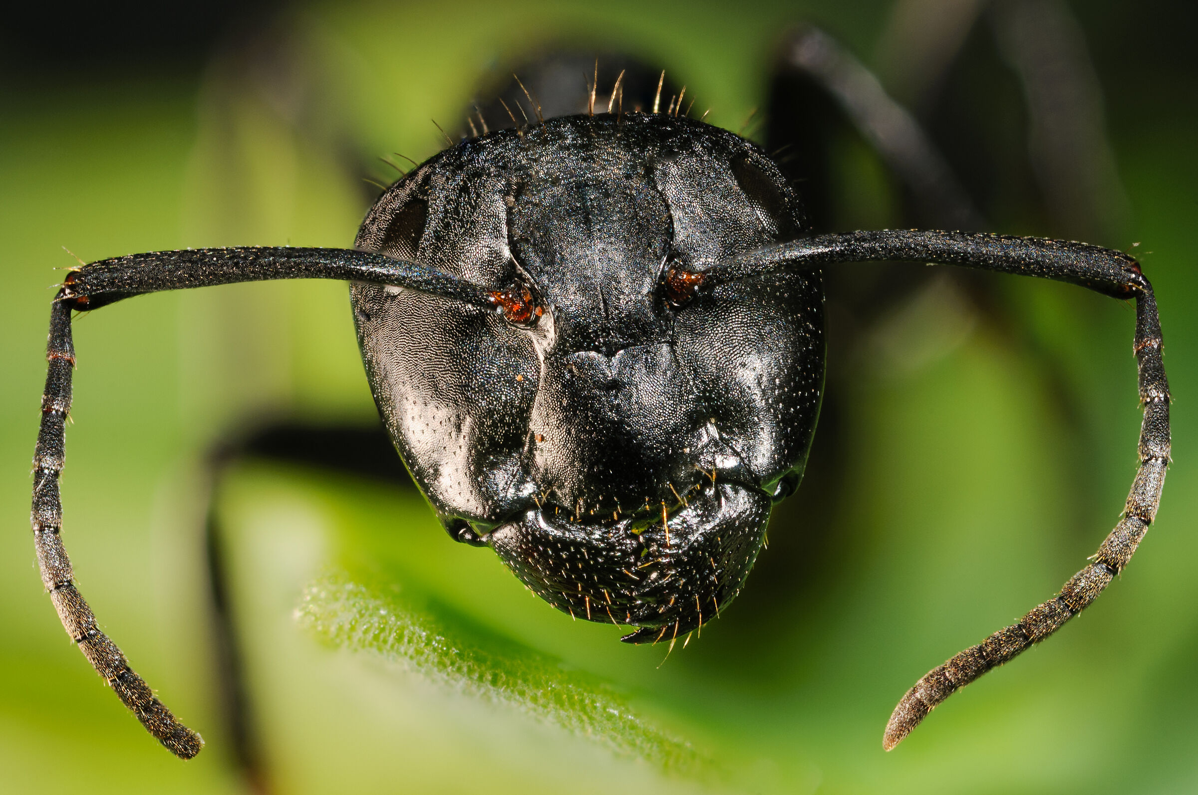 Portrait of an ant...