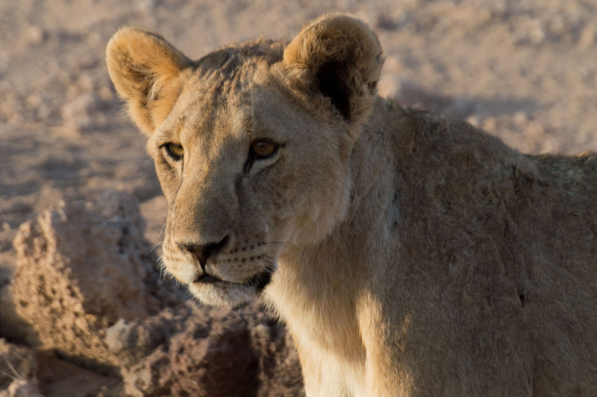 Lion cub...