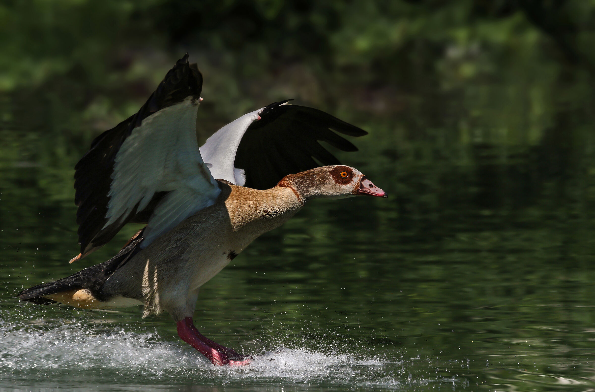Egyptian goose landing...