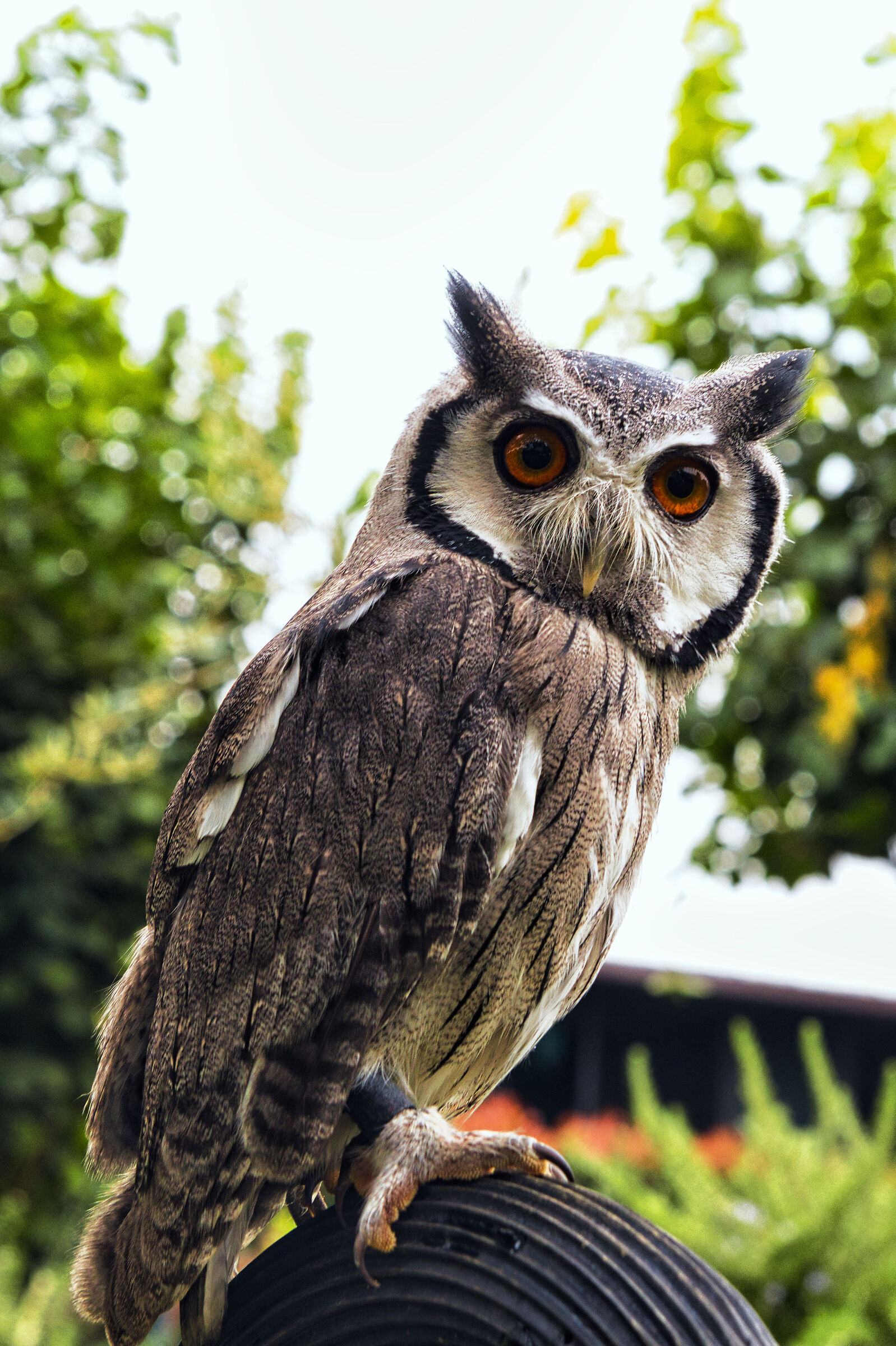 Owl Canon 90D Tamron 17/50 ...