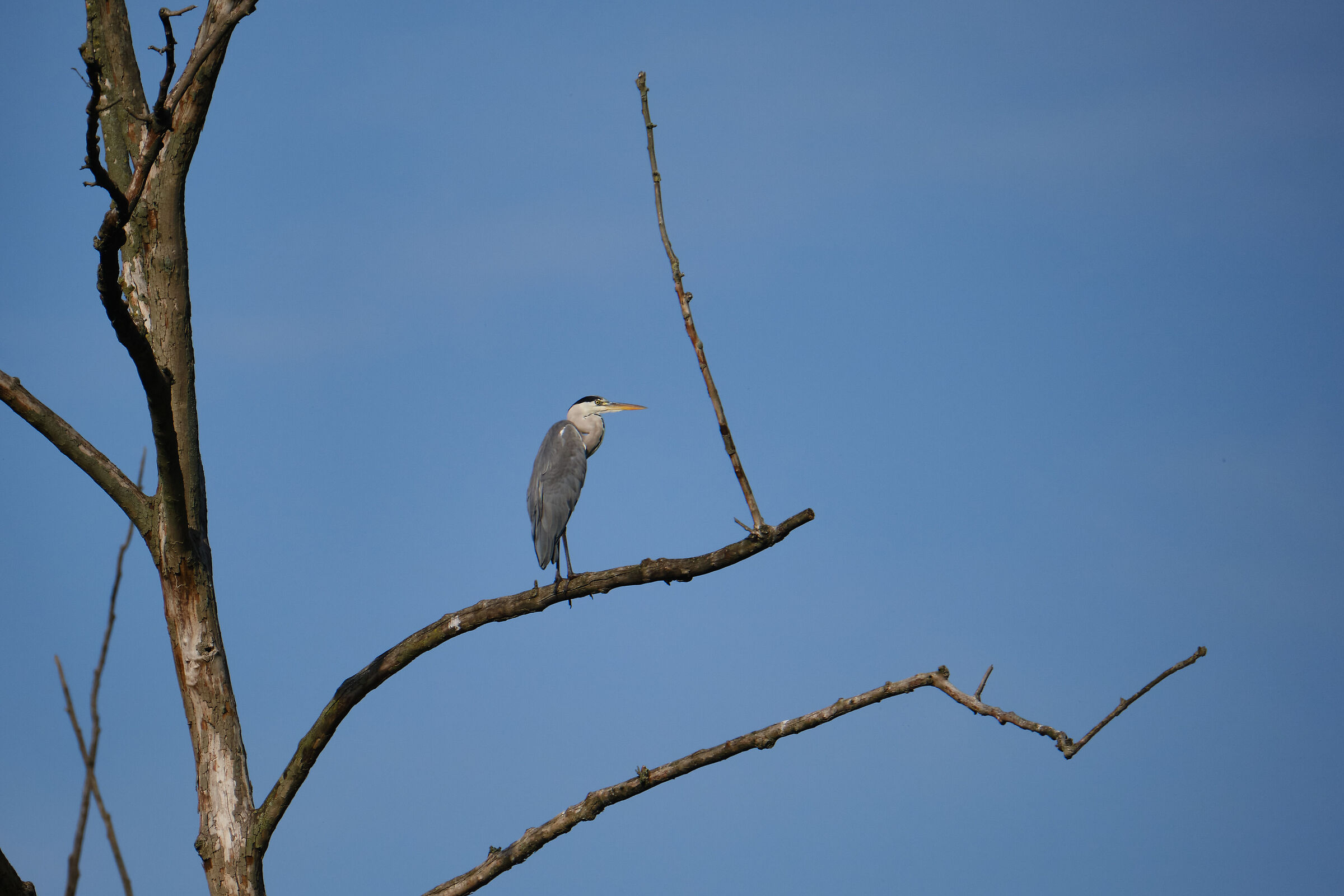 gray heron...