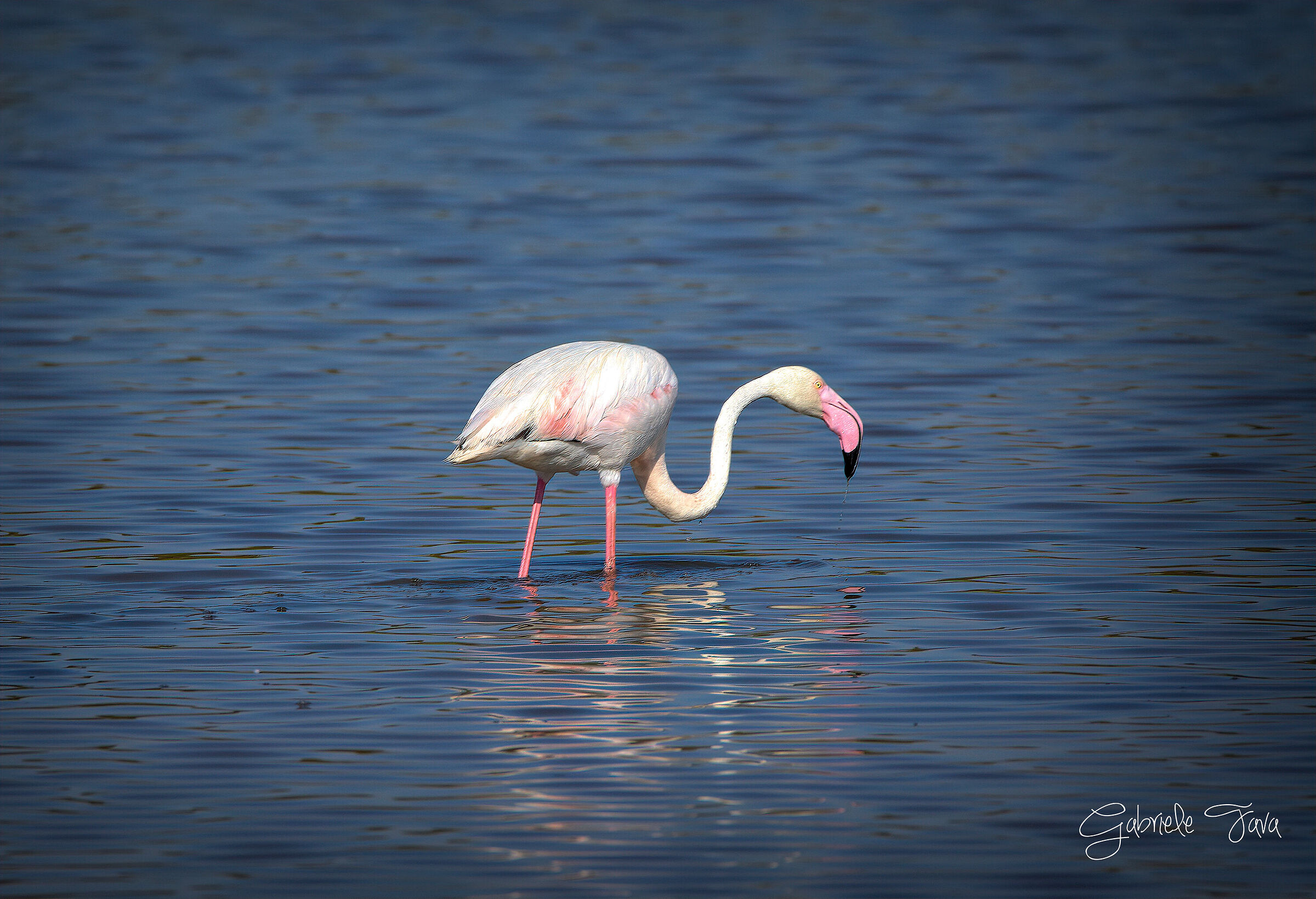 pink flamingo...