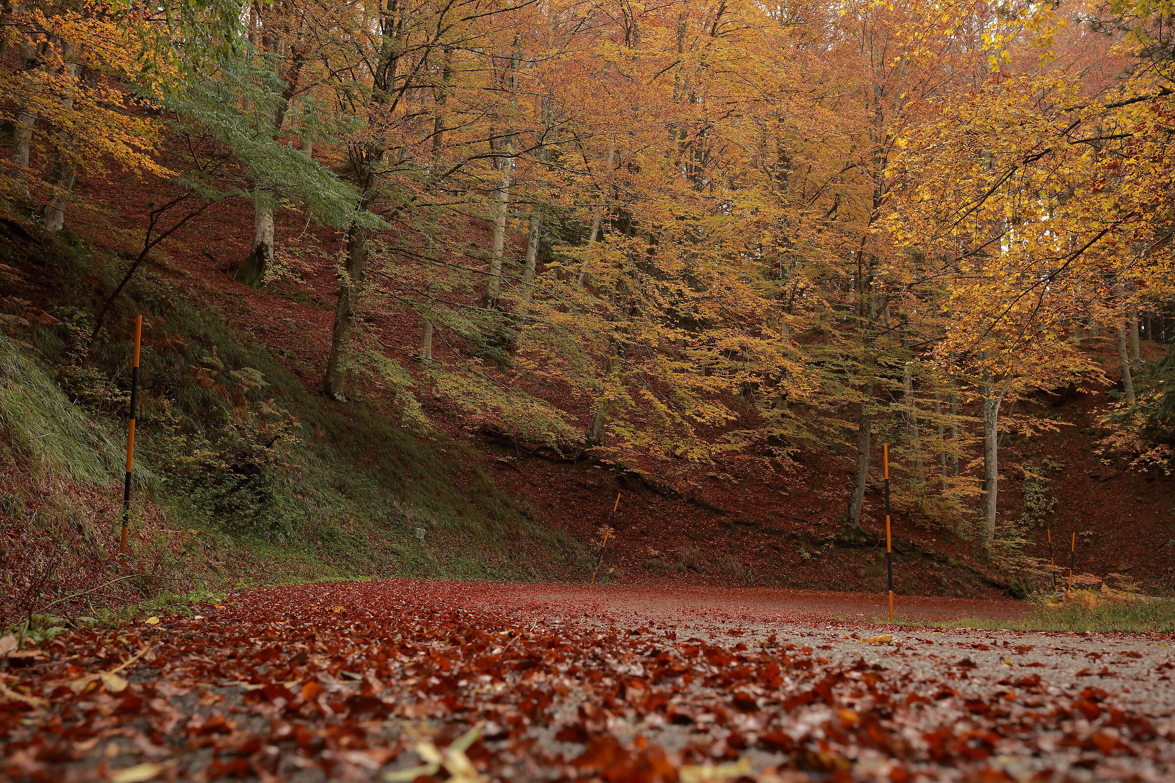 La strada dell'autunno...