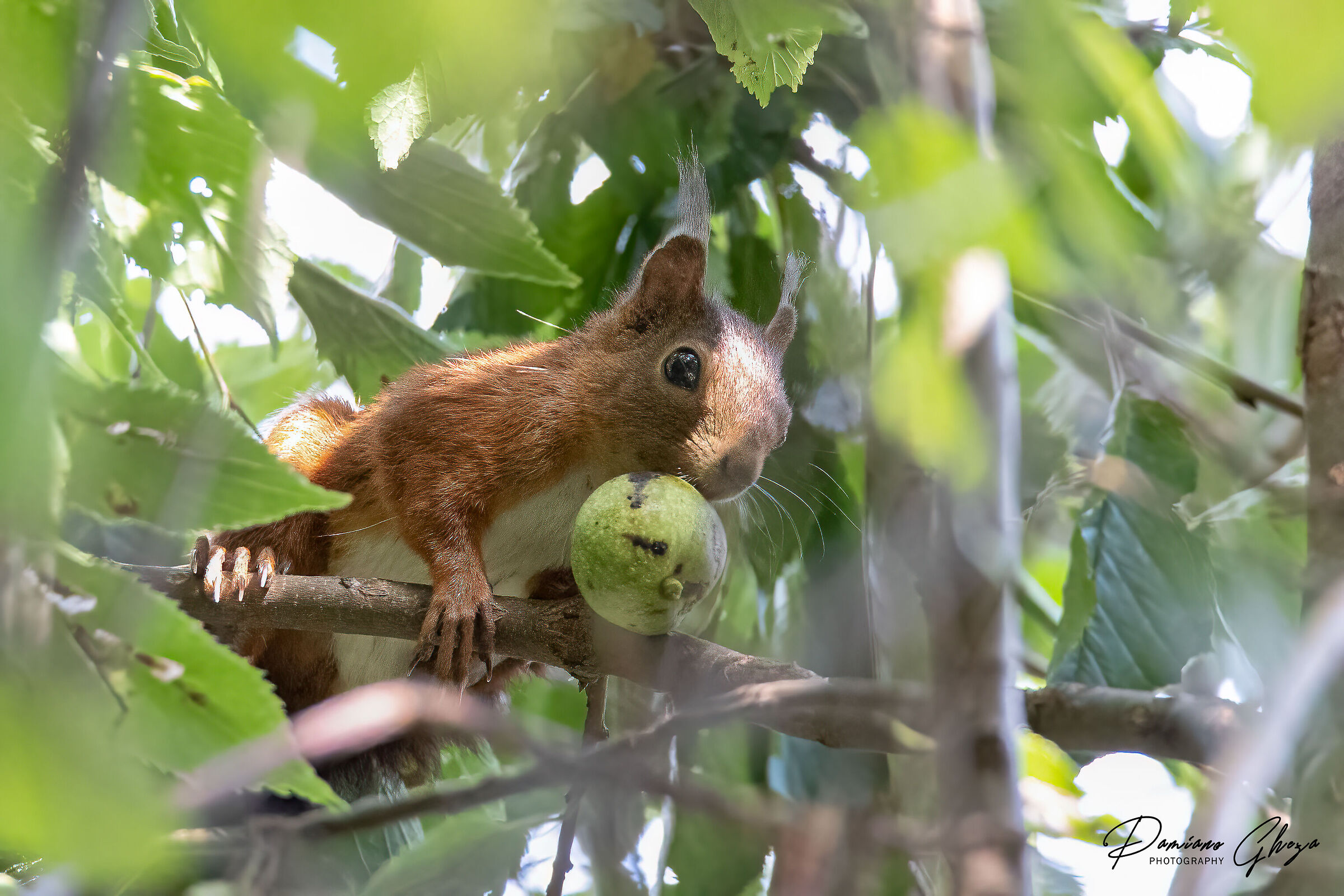 Squirrel with walnut...