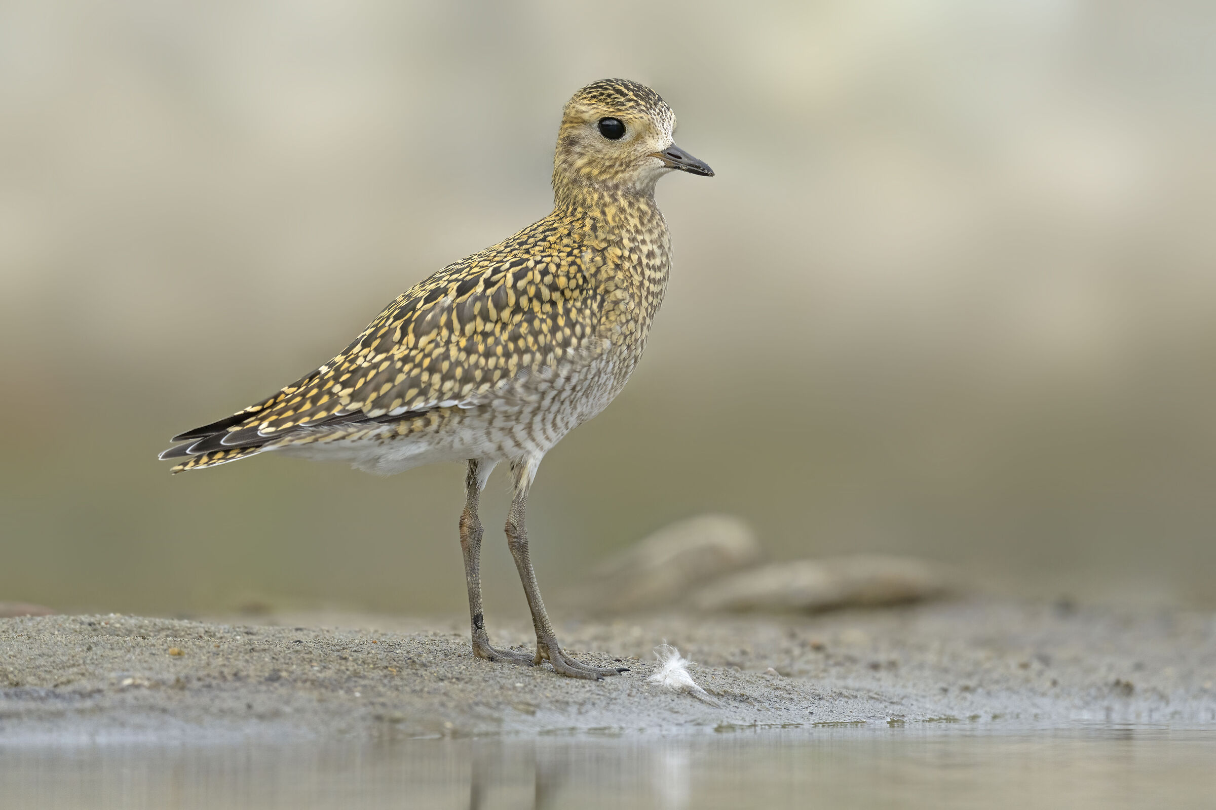 The elegance of the golden Plover...