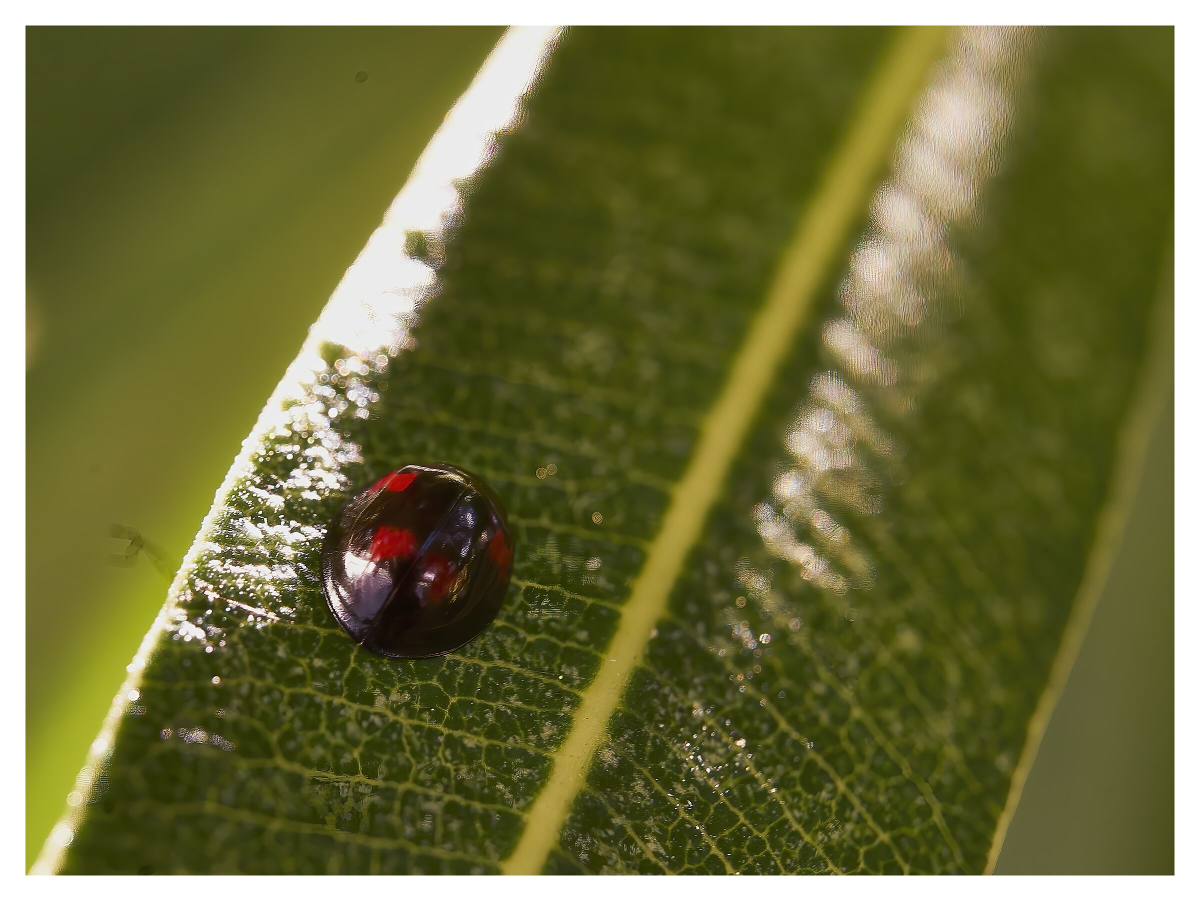 Ladybird...