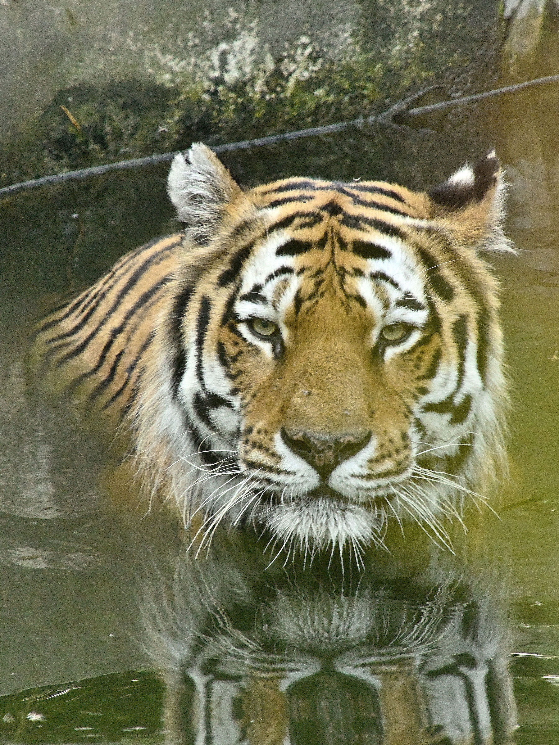 tigre al fresco...