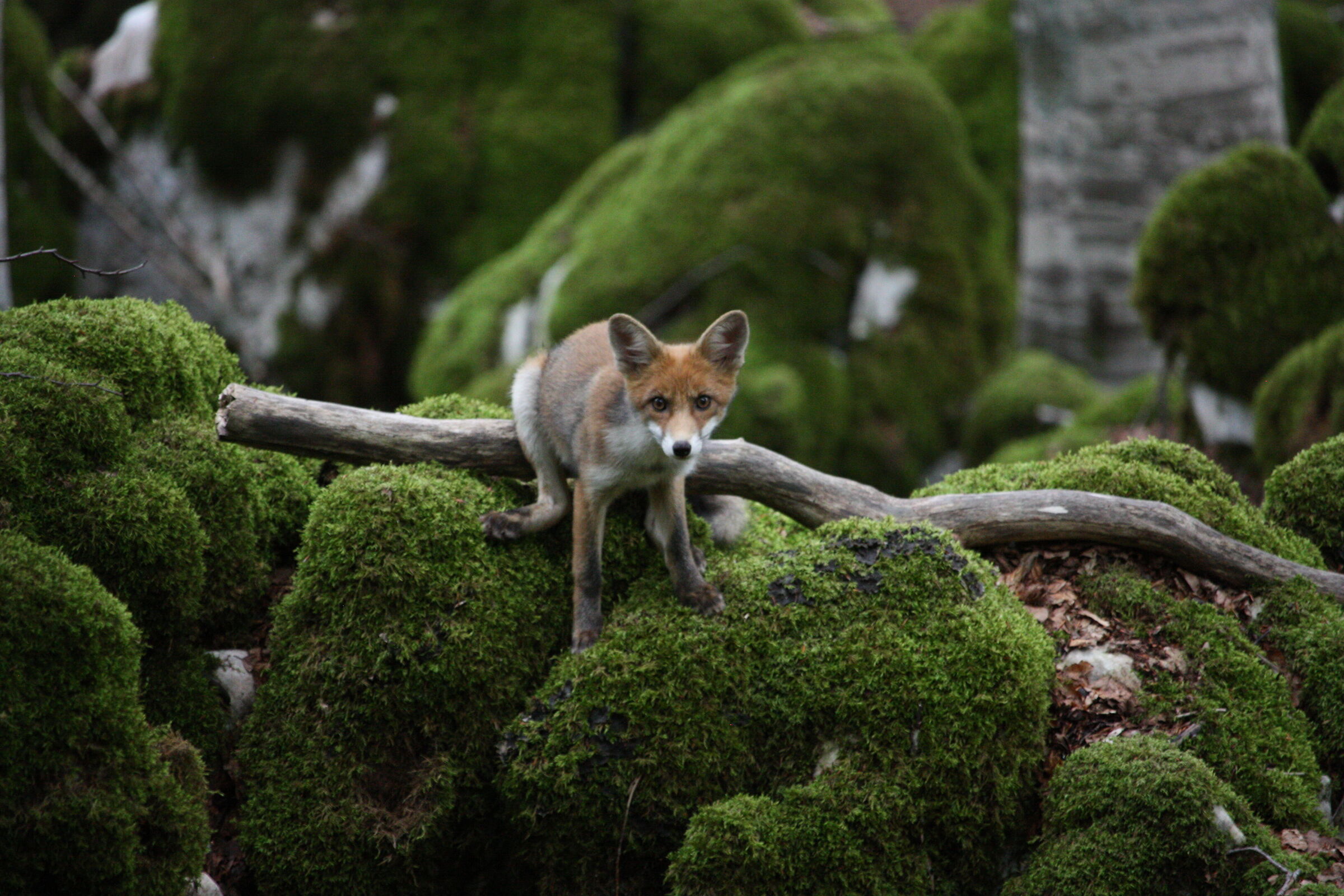 Red Fox in Monte Tranquillo, Pescasseroli...