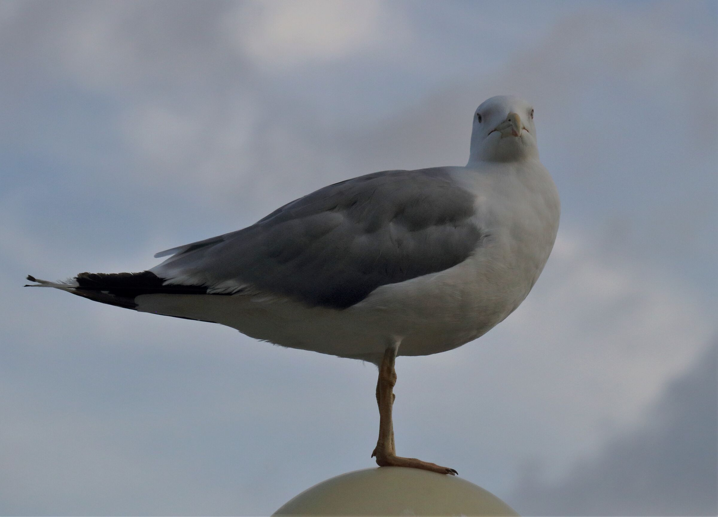 seagull...