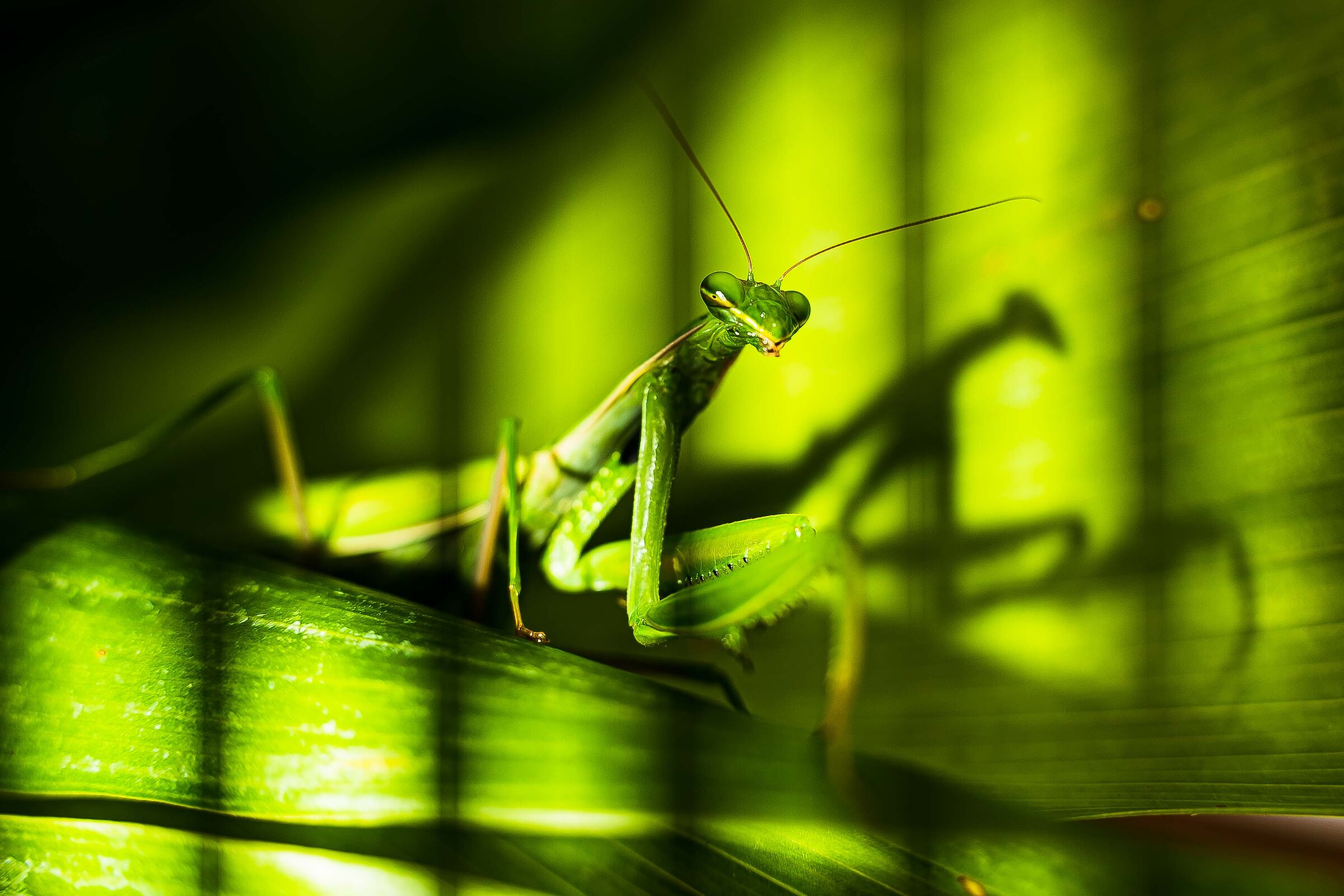 praying mantis...