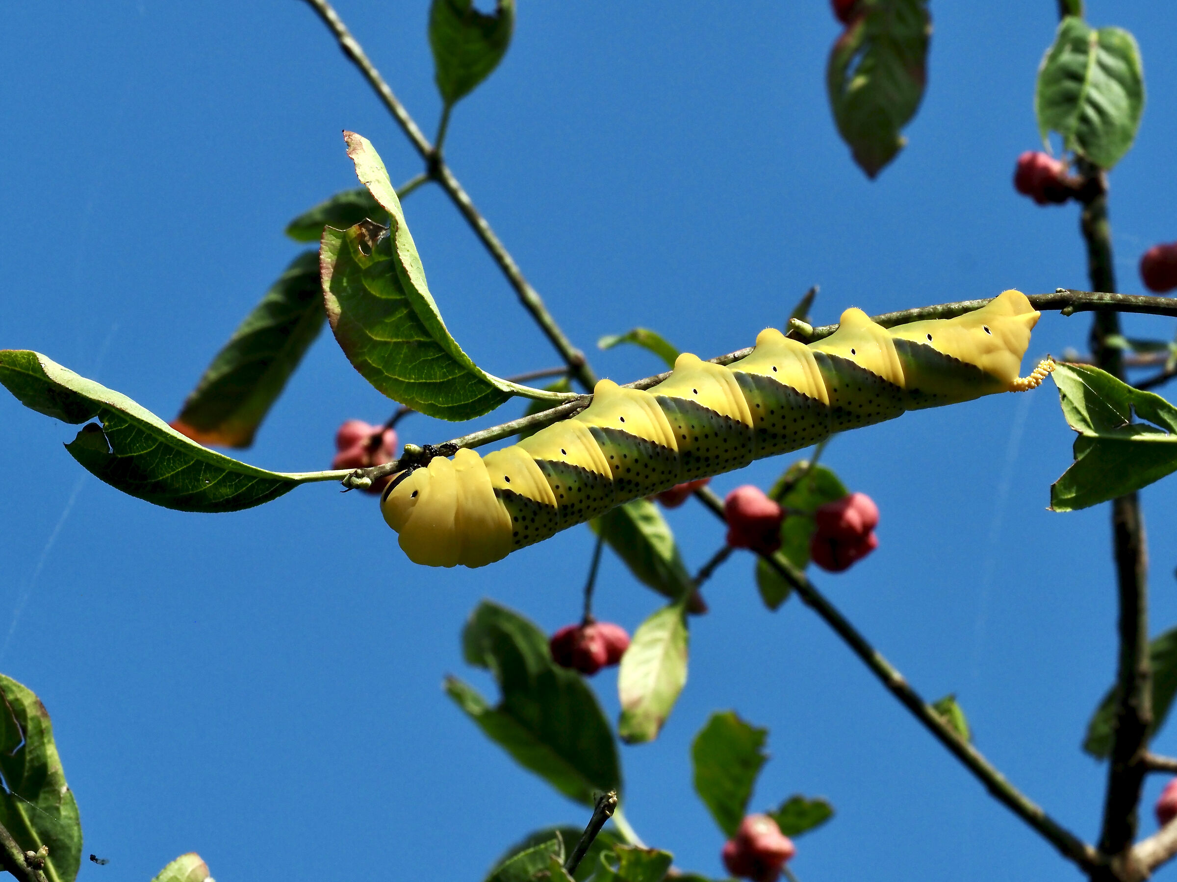  Caterpillar of Acherontia Atropos ...