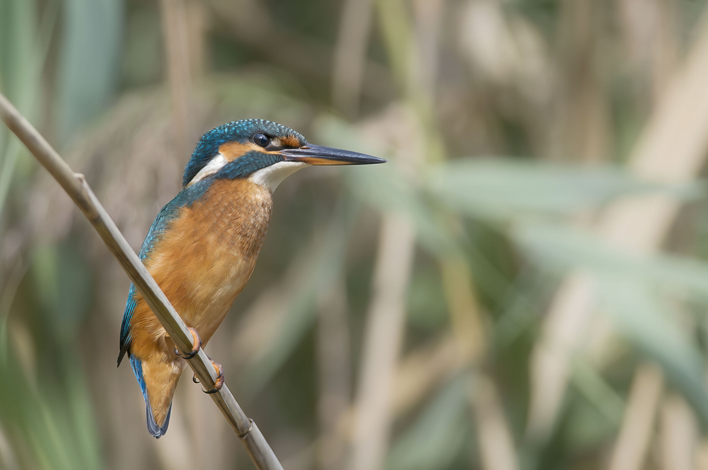 kingfisher on marsh rod...