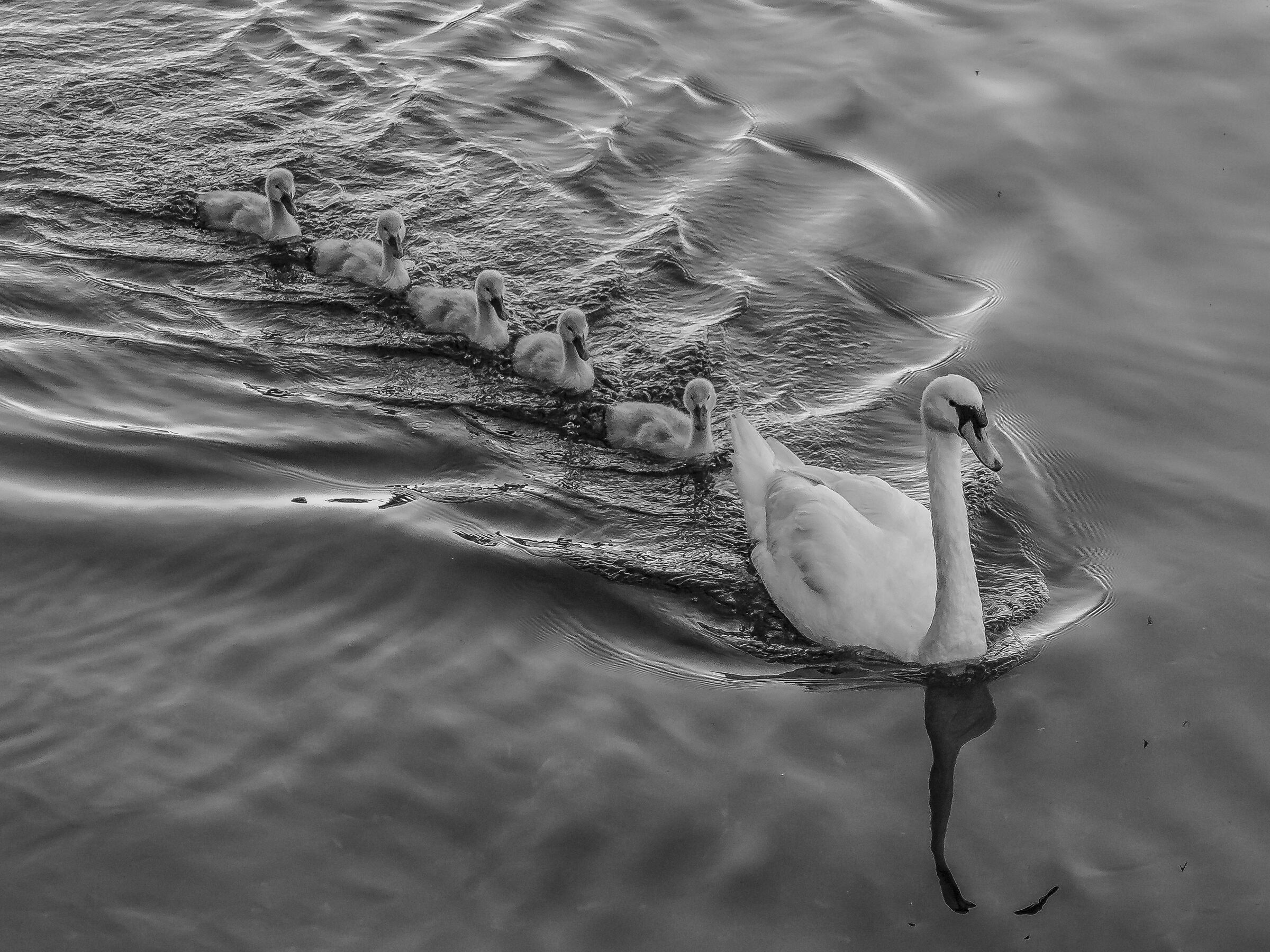 Monochrome swans - 2...