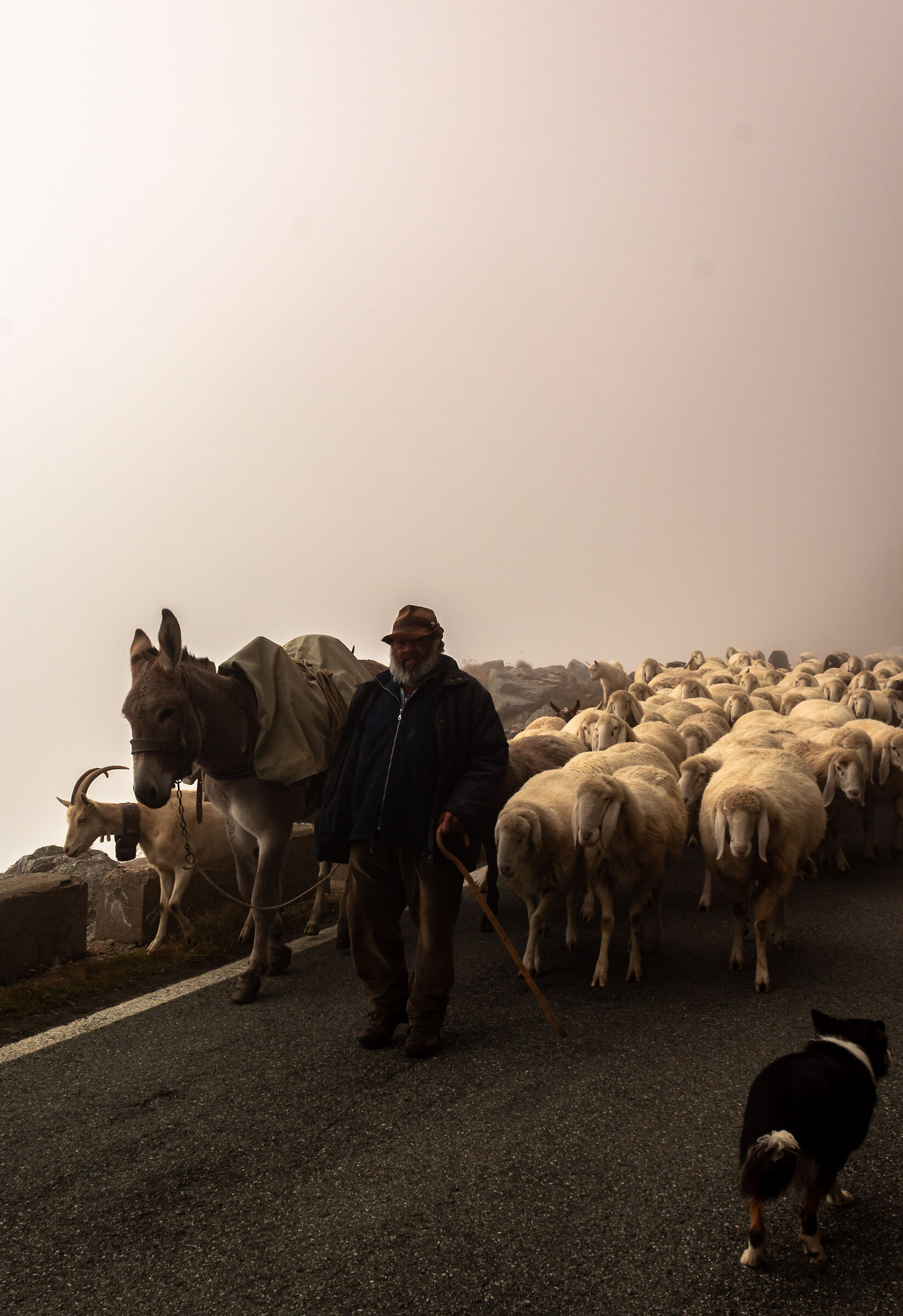 shepherd along the way to the hill of Nivolet...
