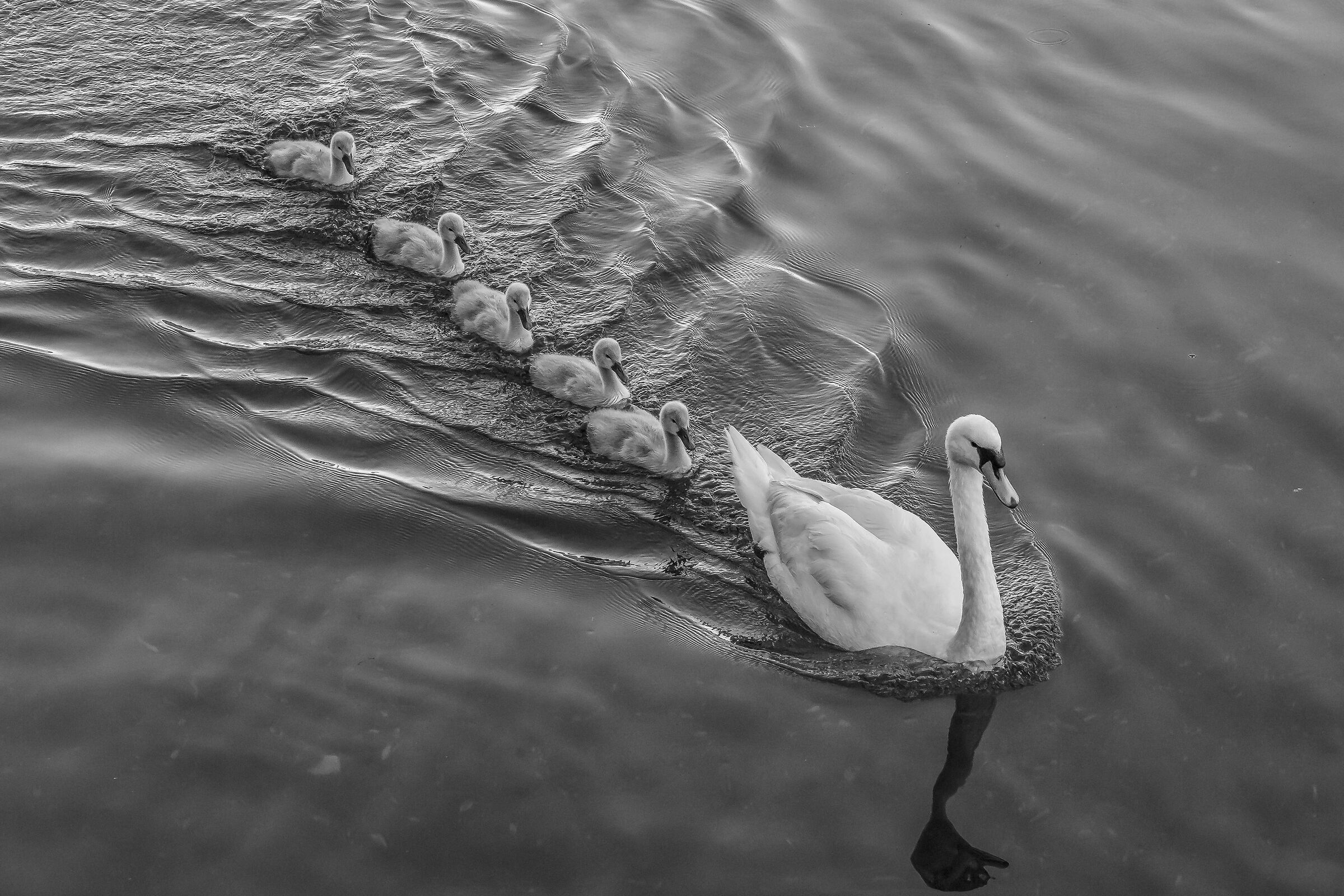 Monochrome swans - 3...