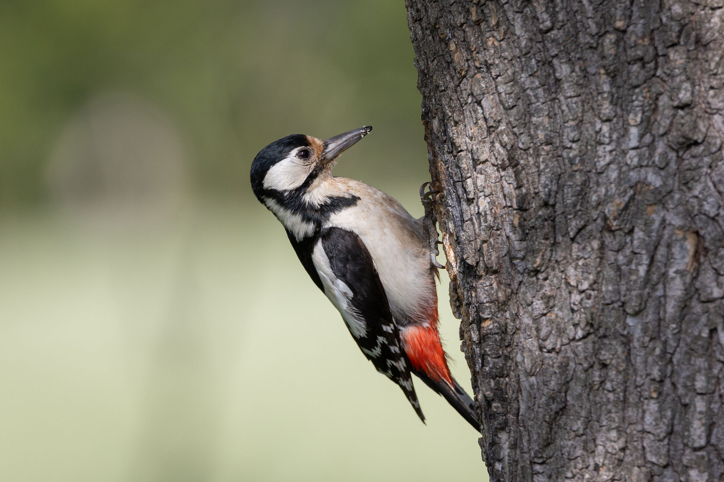 Red Woodpecker (F)...