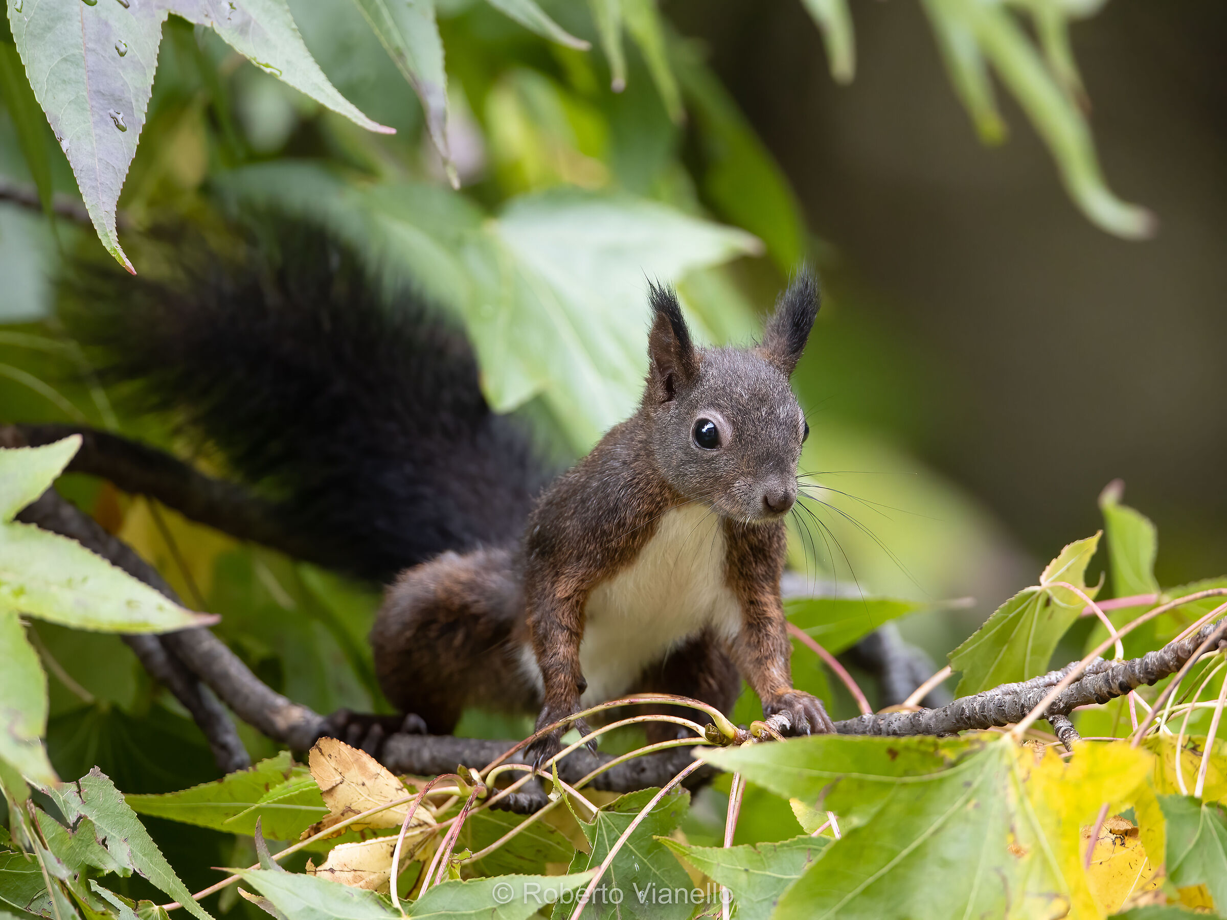 Common squirrel (Sciurus vulgaris)...
