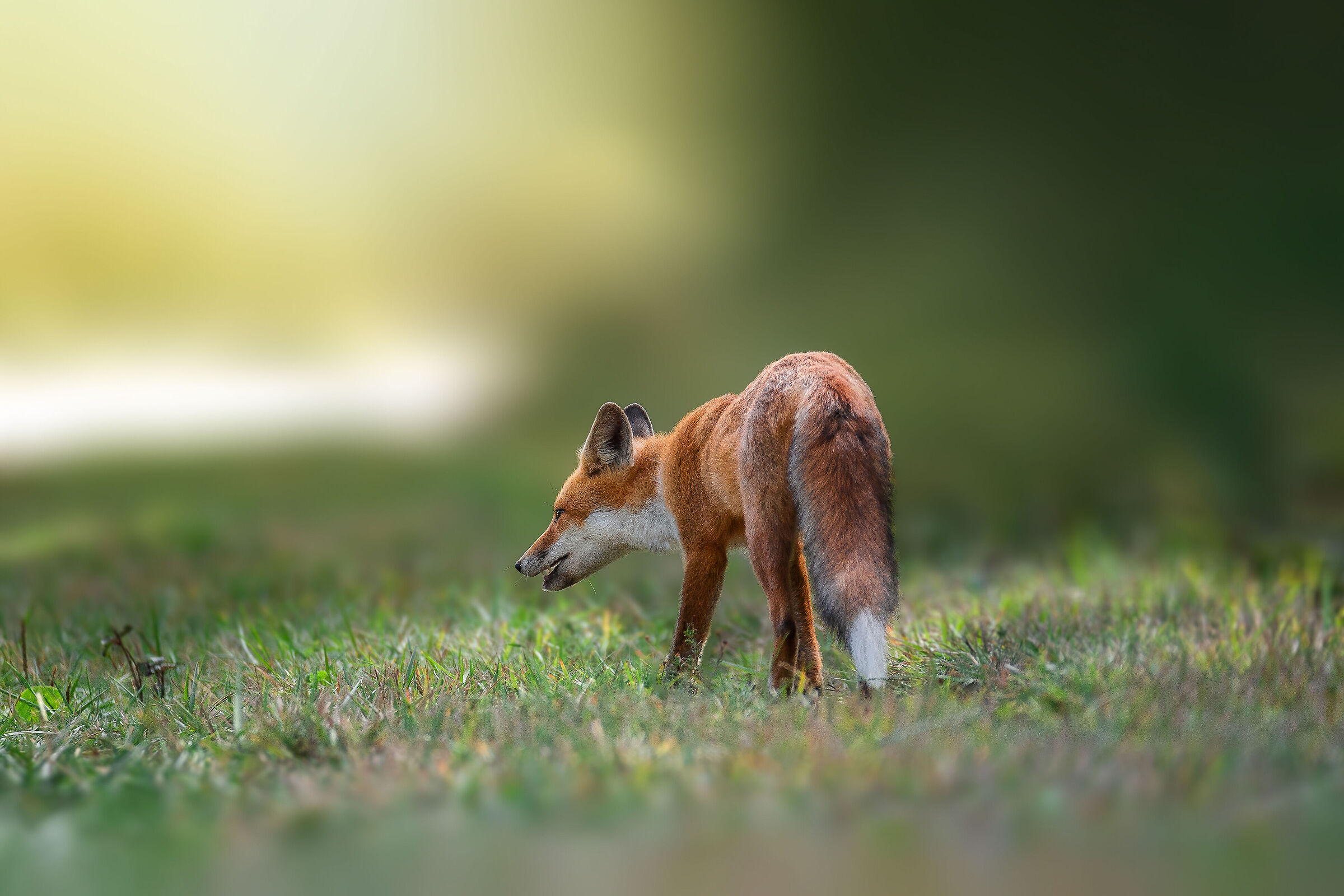 Red Fox...
