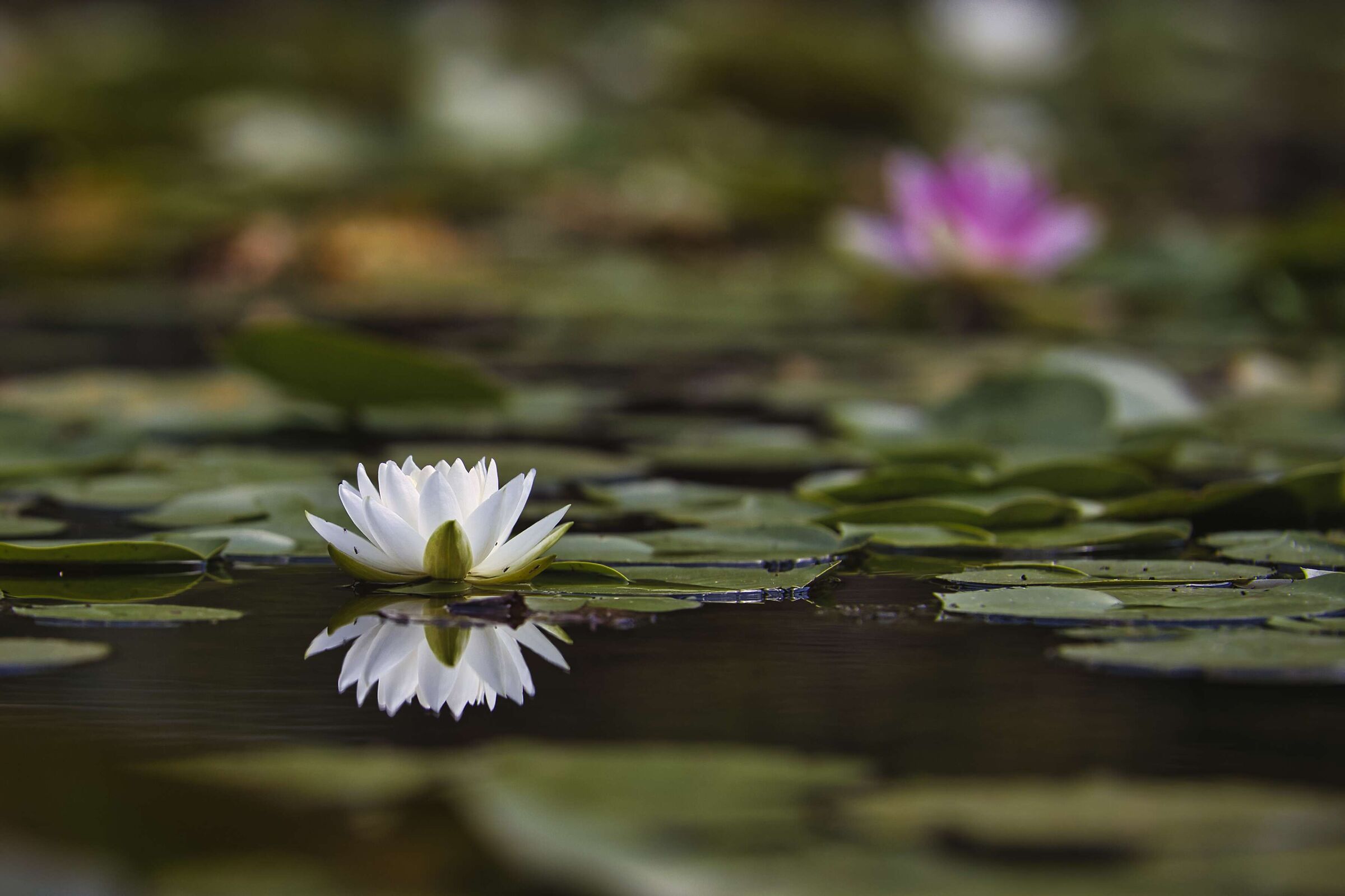 Candida Water Lily...